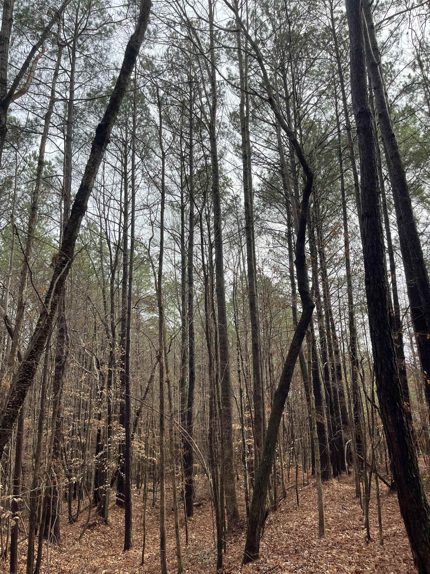 0 Cr 324 Road West Iuka, MS 38852 - Photo 9 of 10 View of undeveloped land