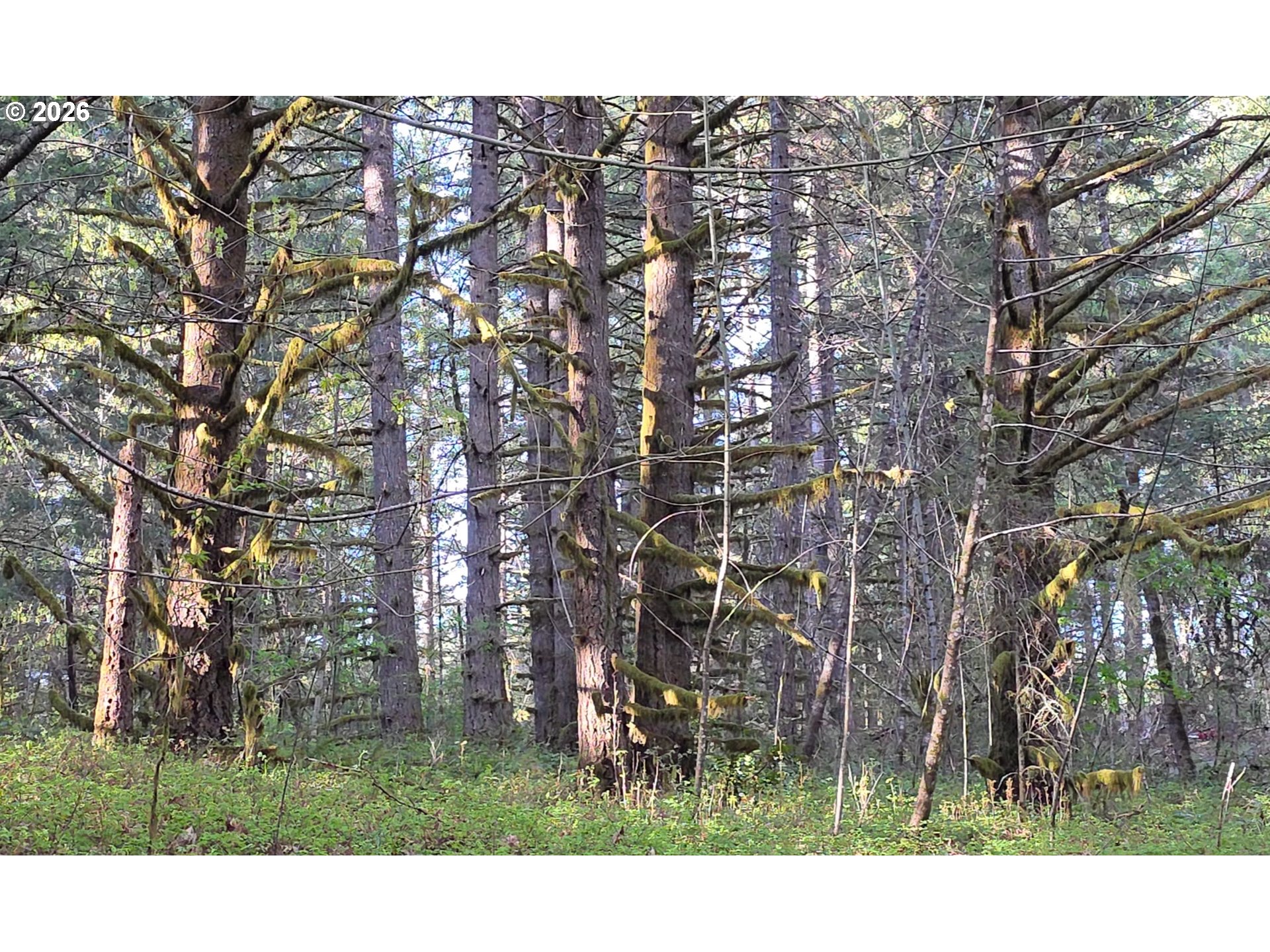 Southwest Tanner Creek Road Gaston, OR 97119 - Photo 26 of 37