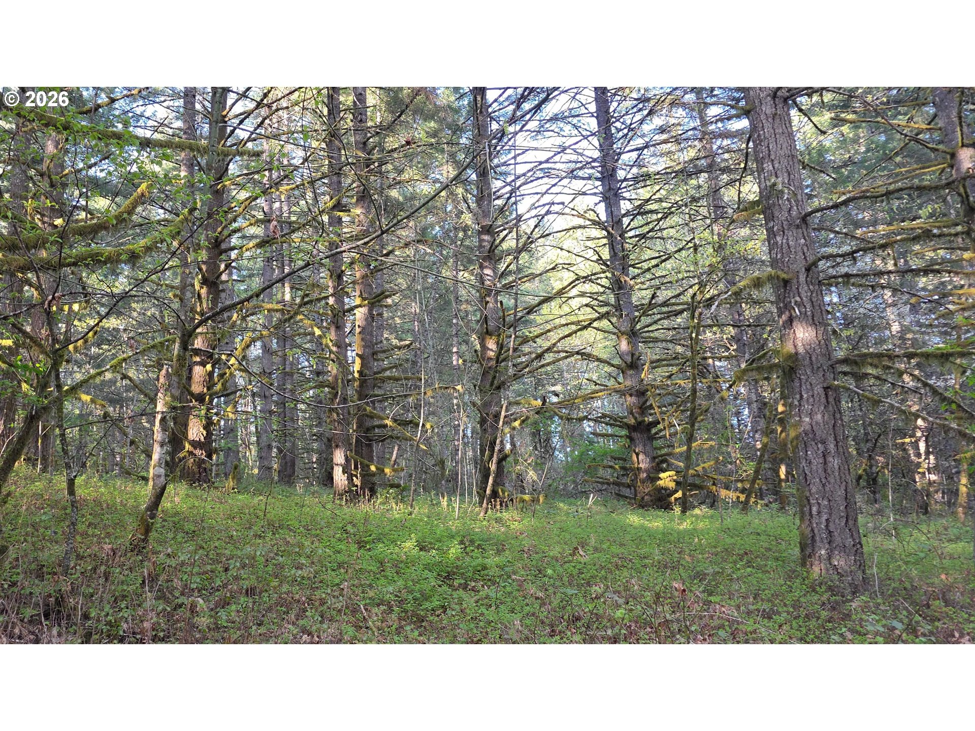 Southwest Tanner Creek Road Gaston, OR 97119 - Photo 6 of 37
