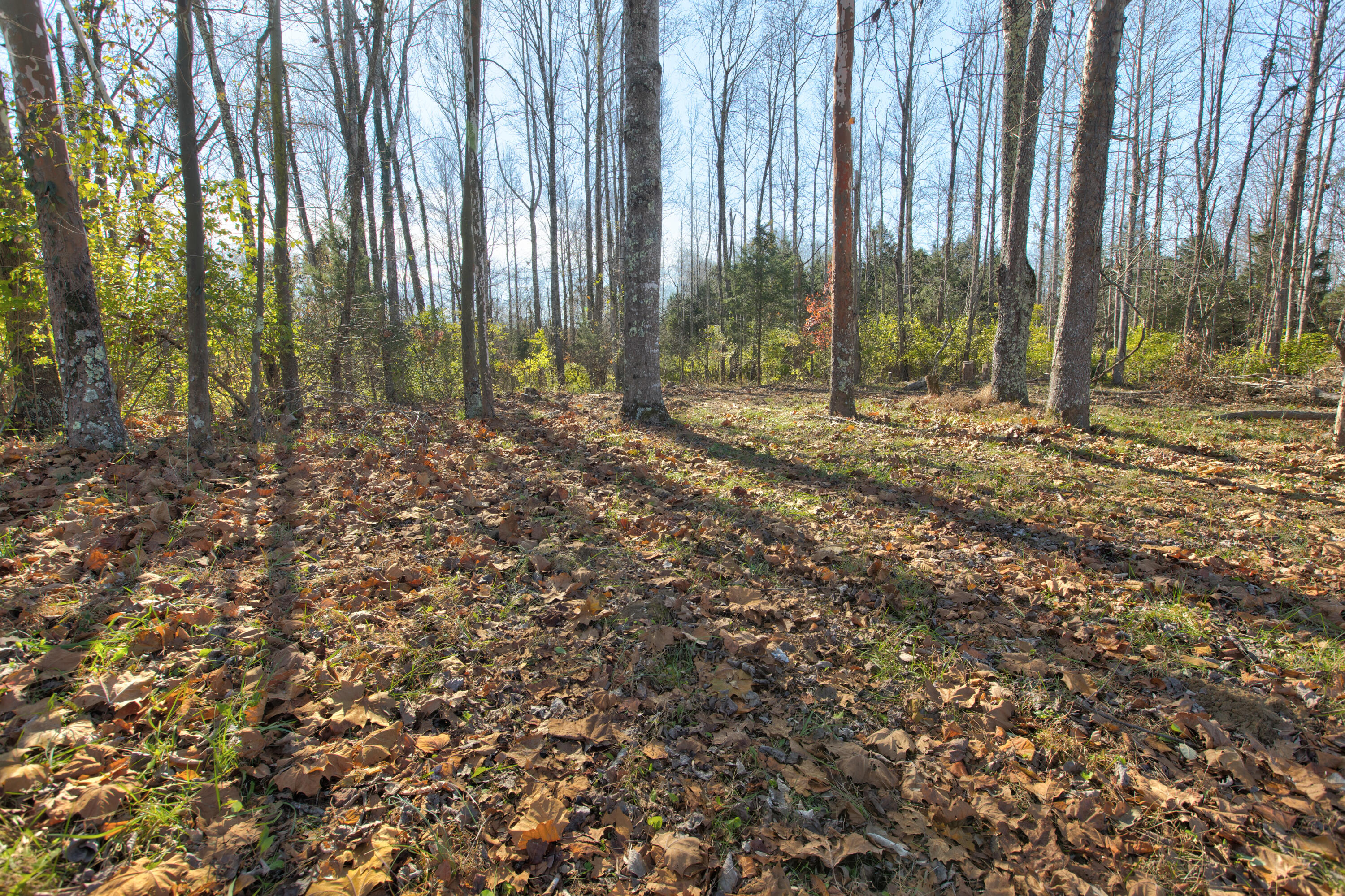 504 Ridge Road Flemingsburg, KY 41041 - Photo 7 of 23 DM3A6006_7_8-2