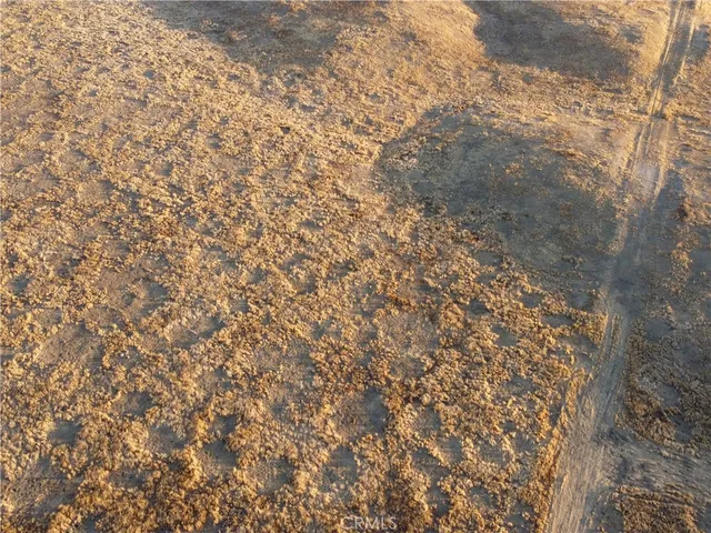 a close up of a plant