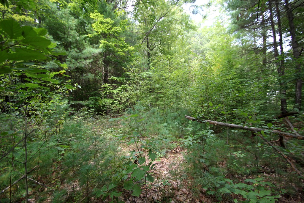 41 Ridge Road Erving, MA 01344 - Photo 3 of 3 Gallery Image 3