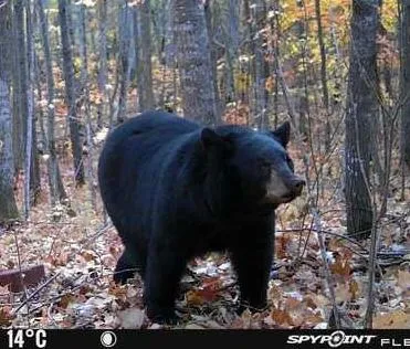 $590,000 | 6920 County Road 8 Northeast, Longville, MN 56655