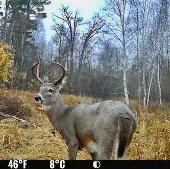 $590,000 | 6920 County Road 8 Northeast, Longville, MN 56655