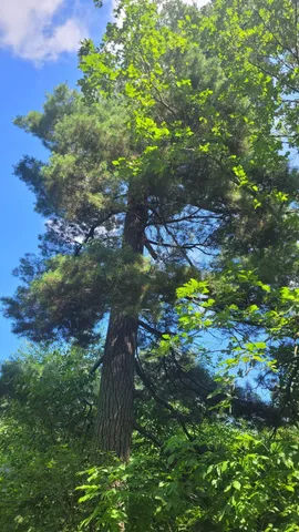 $590,000 | 6920 County Road 8 Northeast, Longville, MN 56655