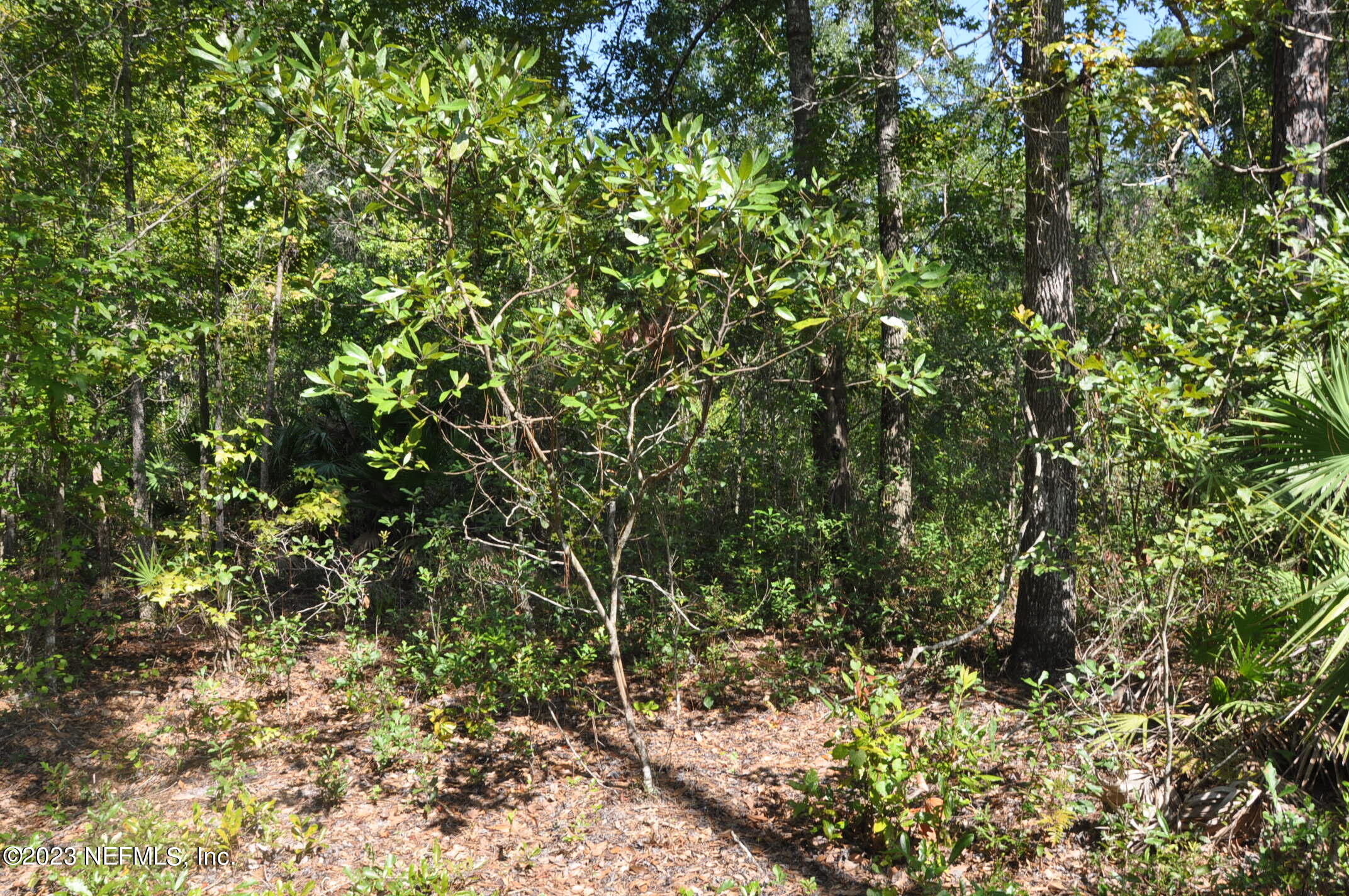 0 Southwest Sw Cr Hampton, FL 32044 - Photo 15 of 53 DSC_0837
