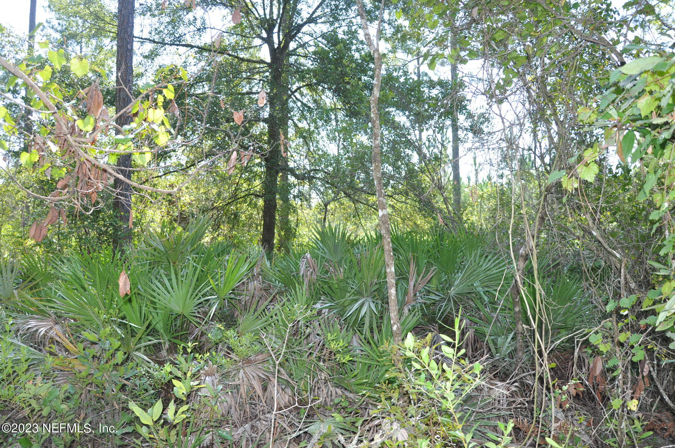 0 Southwest Sw Cr Hampton, FL 32044 - Photo 18 of 53 DSC_0840