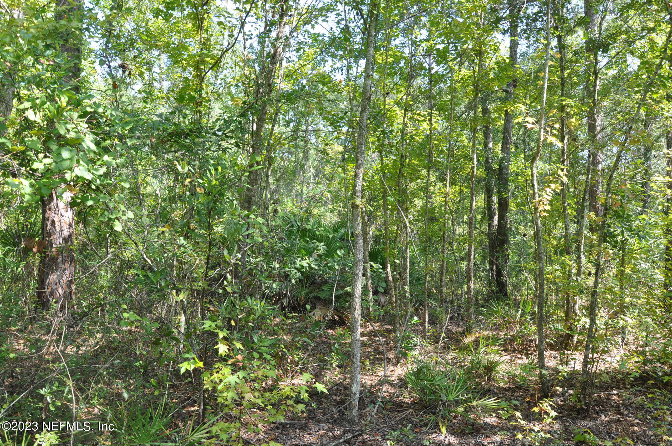 0 Southwest Sw Cr Hampton, FL 32044 - Photo 23 of 53 DSC_0845