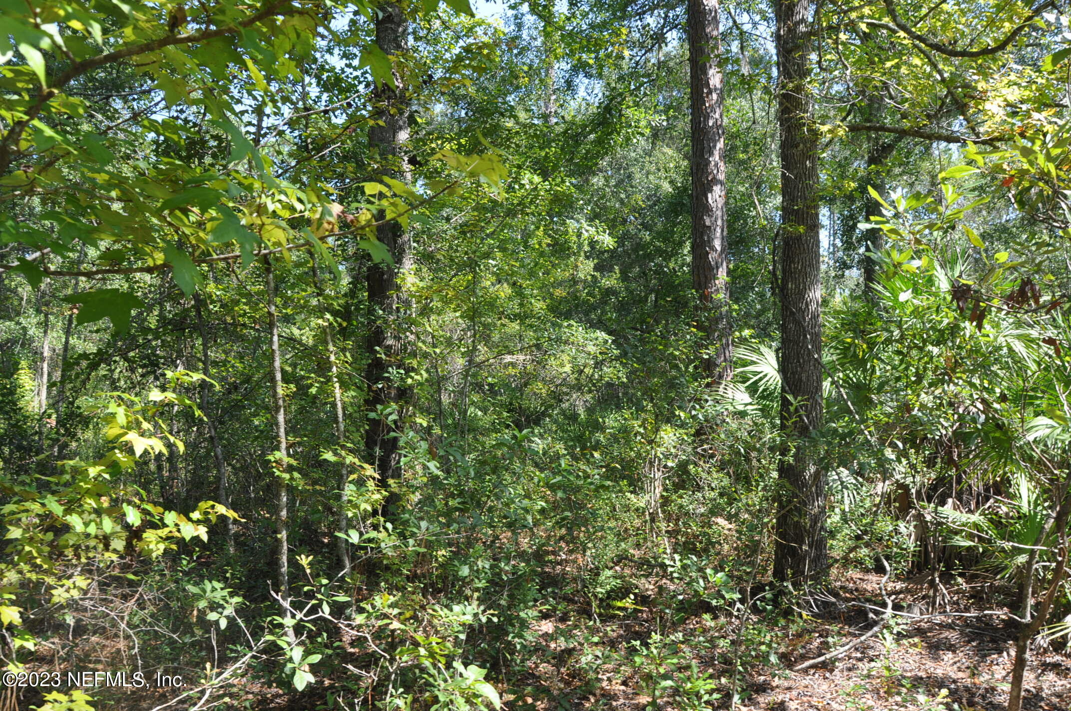 0 Southwest Sw Cr Hampton, FL 32044 - Photo 24 of 53 DSC_0846