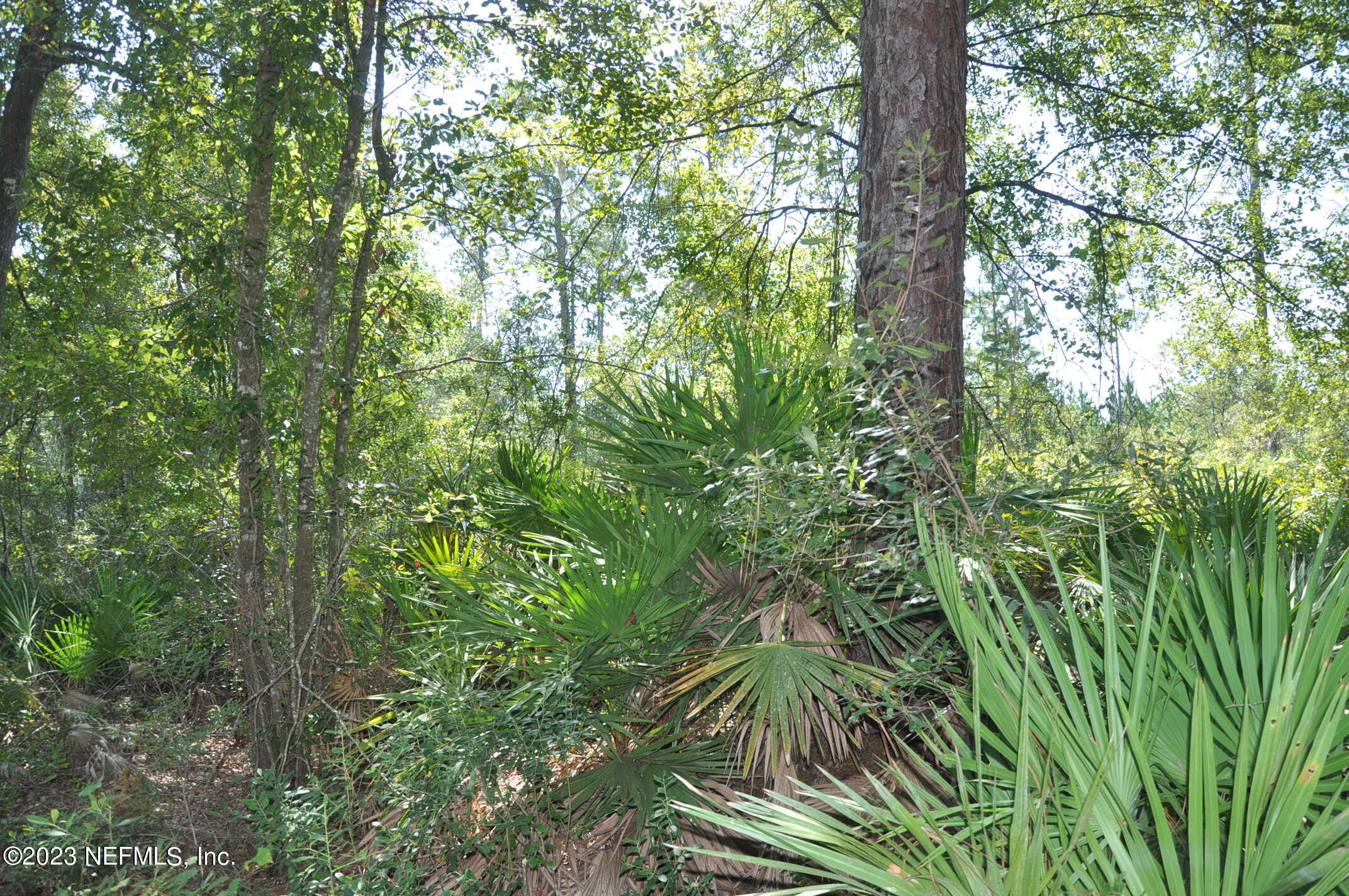 0 Southwest Sw Cr Hampton, FL 32044 - Photo 29 of 53 DSC_0852