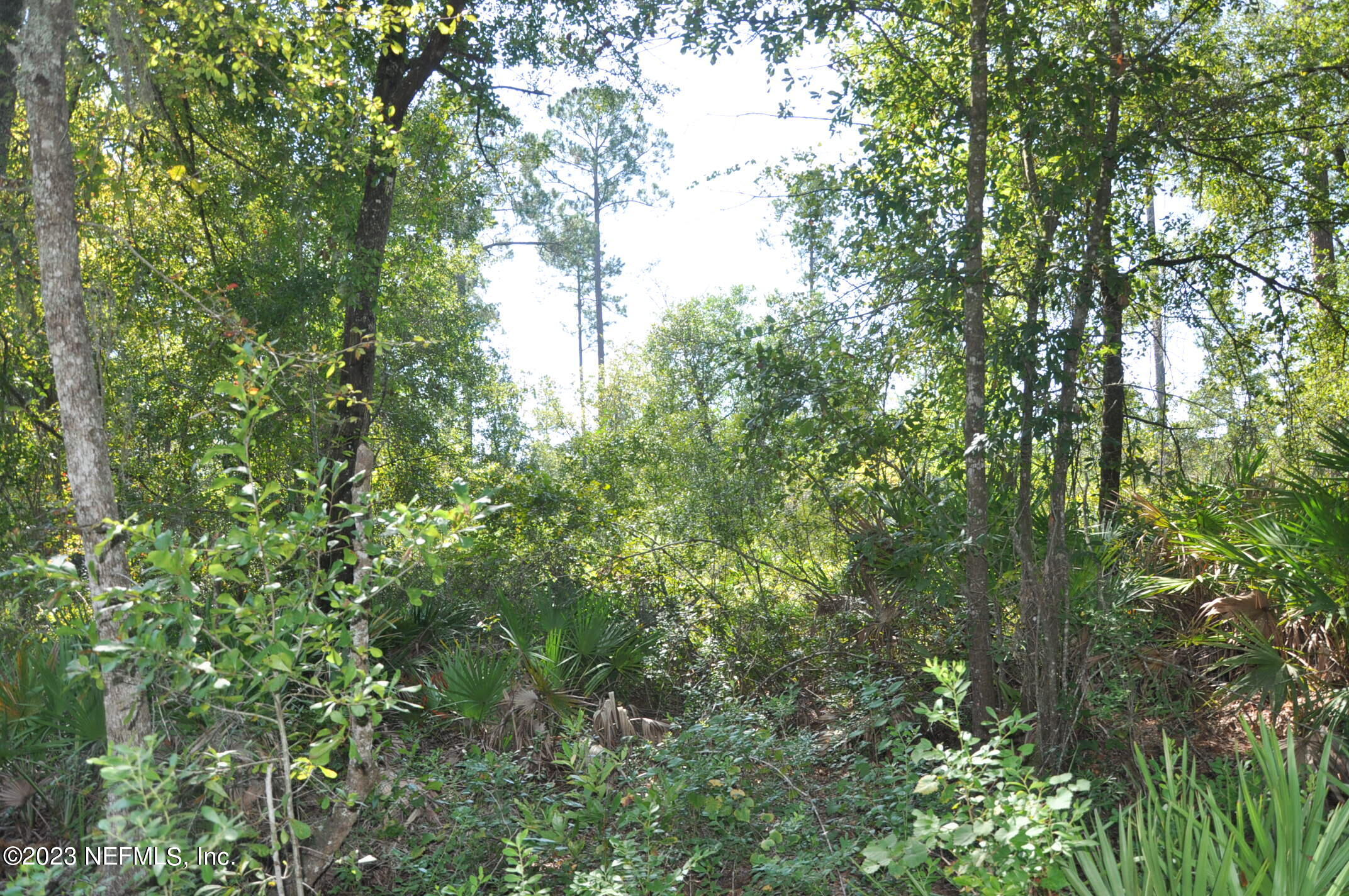 0 Southwest Sw Cr Hampton, FL 32044 - Photo 5 of 53 DSC_0825
