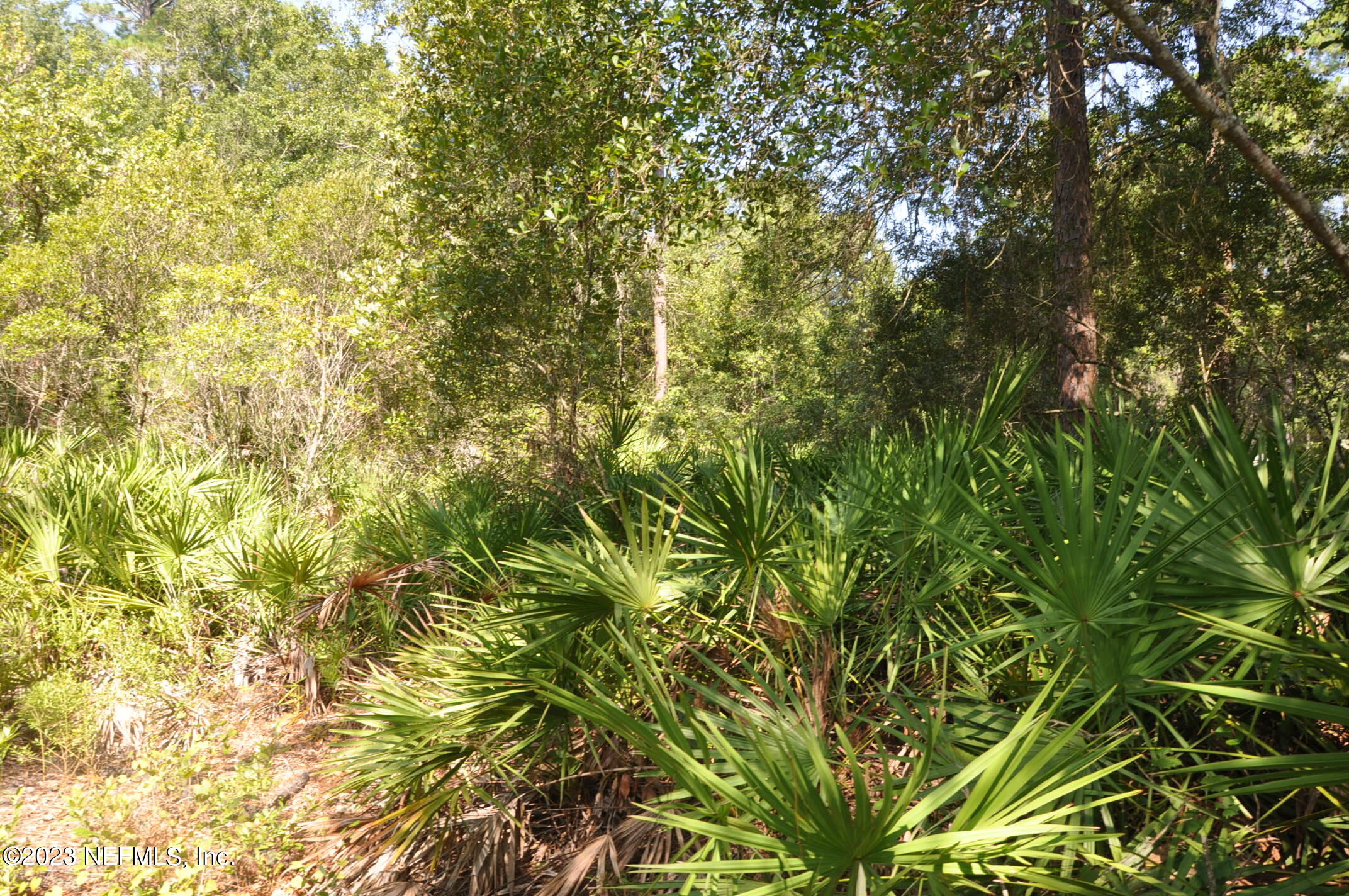 0 Southwest Sw Cr Hampton, FL 32044 - Photo 7 of 53 DSC_0827