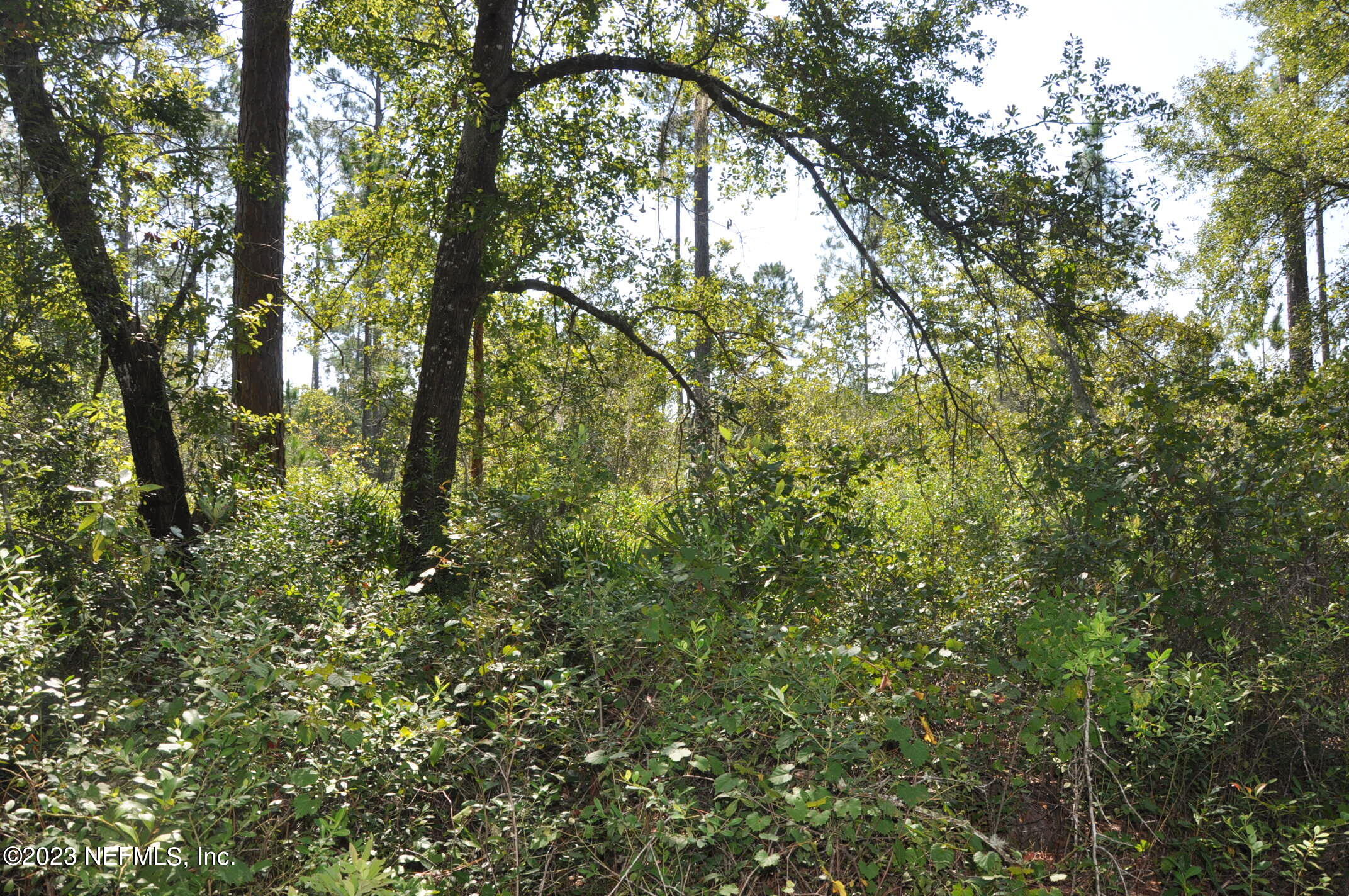 0 Southwest Sw Cr Hampton, FL 32044 - Photo 9 of 53 DSC_0829