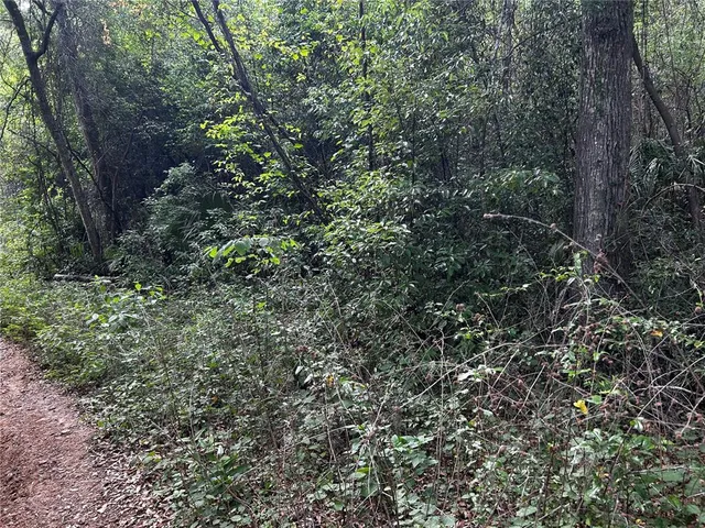 a view of a forest with a tree