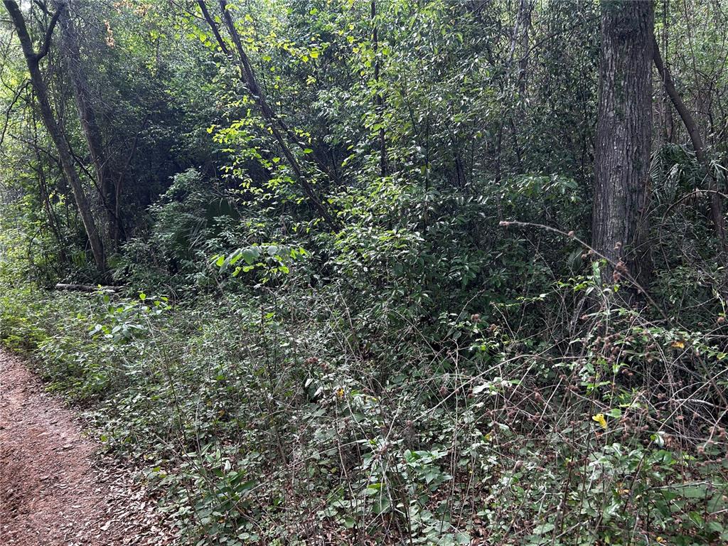 Tbd Northwest 123rd Place Citra, FL 32113 - Photo 3 of 4 a view of a forest with a tree