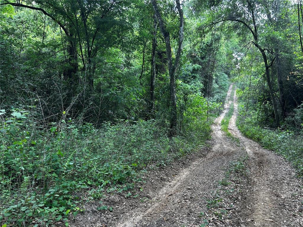 Tbd Northwest 123rd Place Citra, FL 32113 - Photo 4 of 4 a view of a forest with trees in the background
