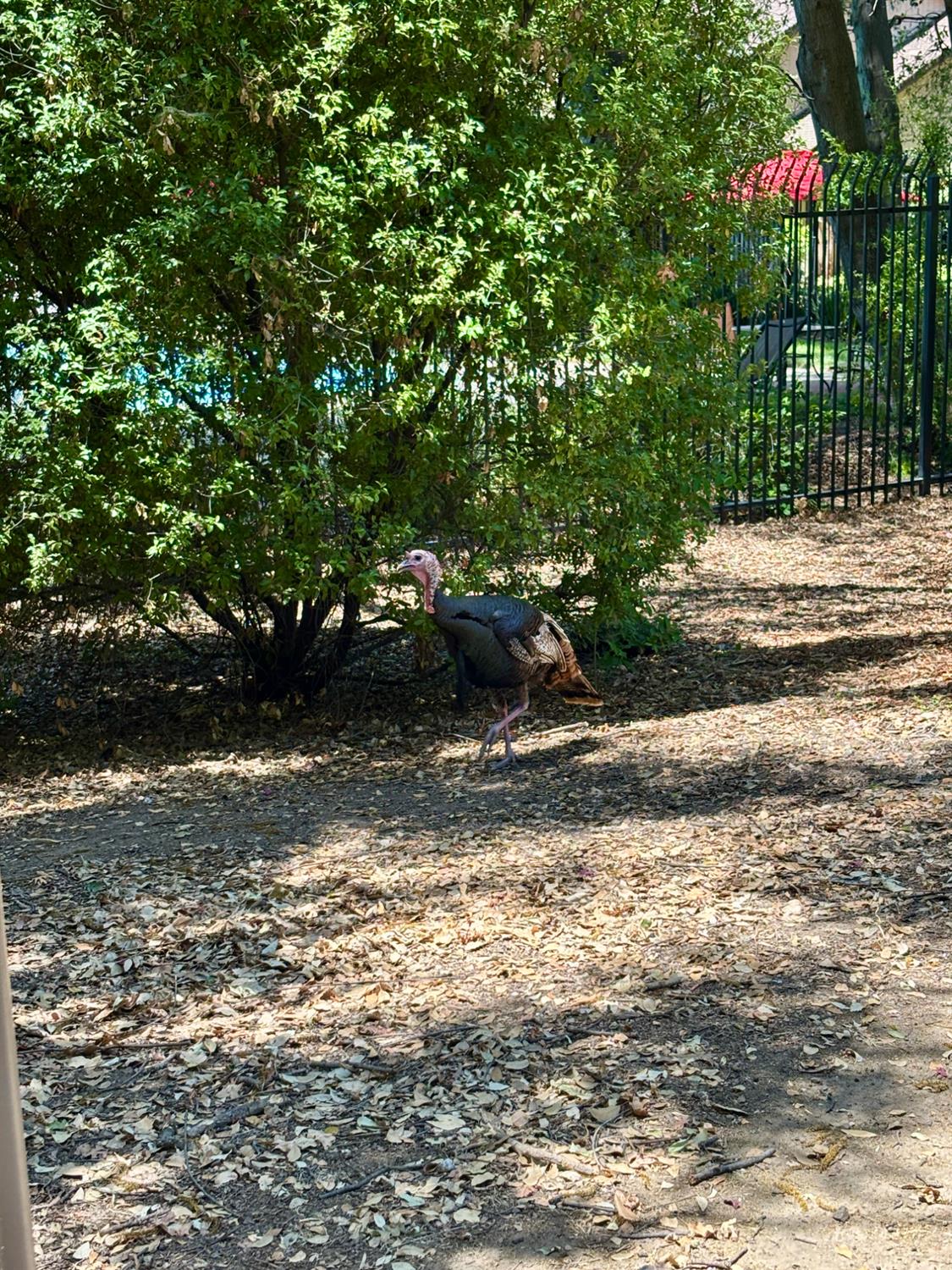 7029 Rio Cuarto Court Citrus Heights, CA 95621 - Photo 26 of 36 Wildlife along the many trails