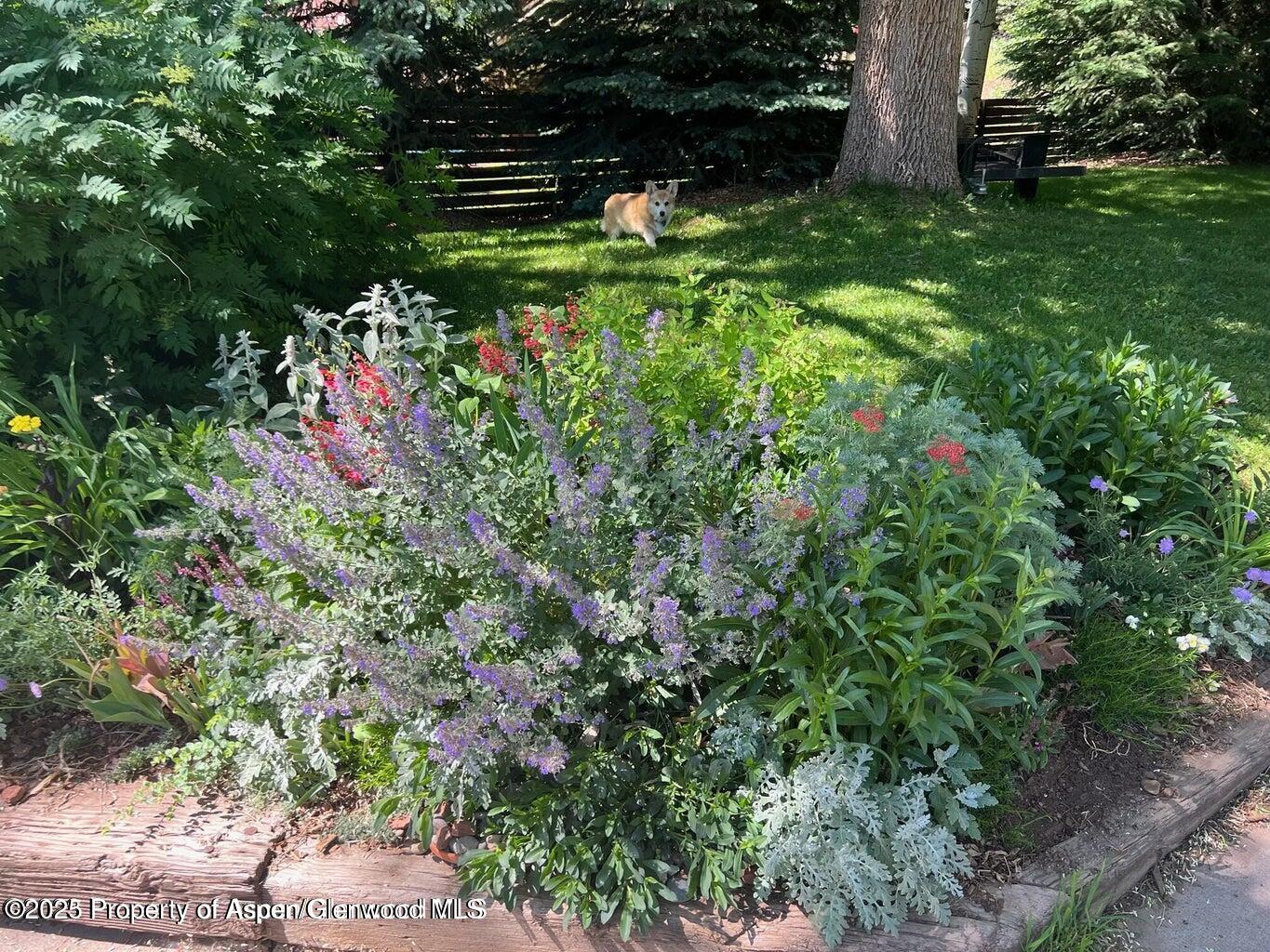 113 Crossland Drive Basalt, CO 81621 - Photo 22 of 28 a backyard of a house with lots of green space and chair