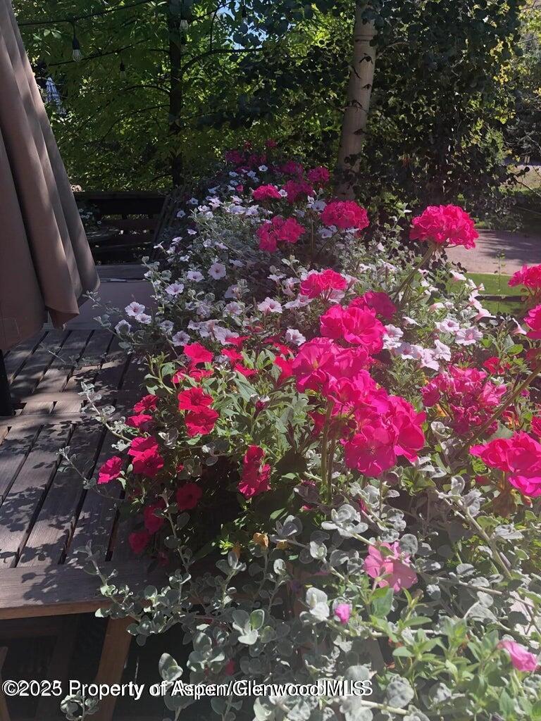 113 Crossland Drive Basalt, CO 81621 - Photo 26 of 28 a flower view