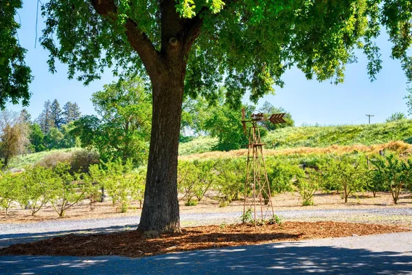 a view of a yard with plants