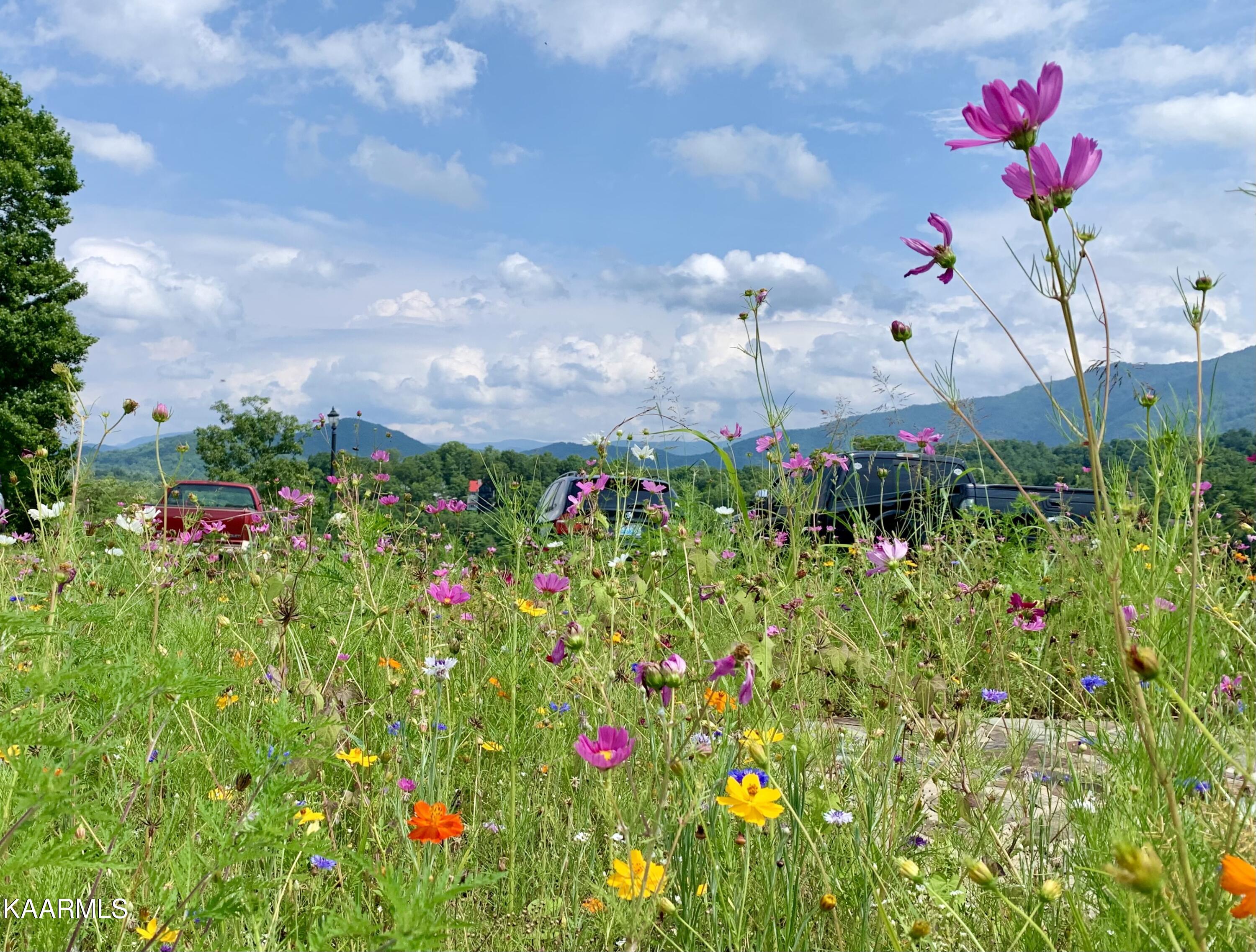 207 Cutter Gap Road Townsend, TN 37882 - Photo 39 of 39 How does it get any better than This?!