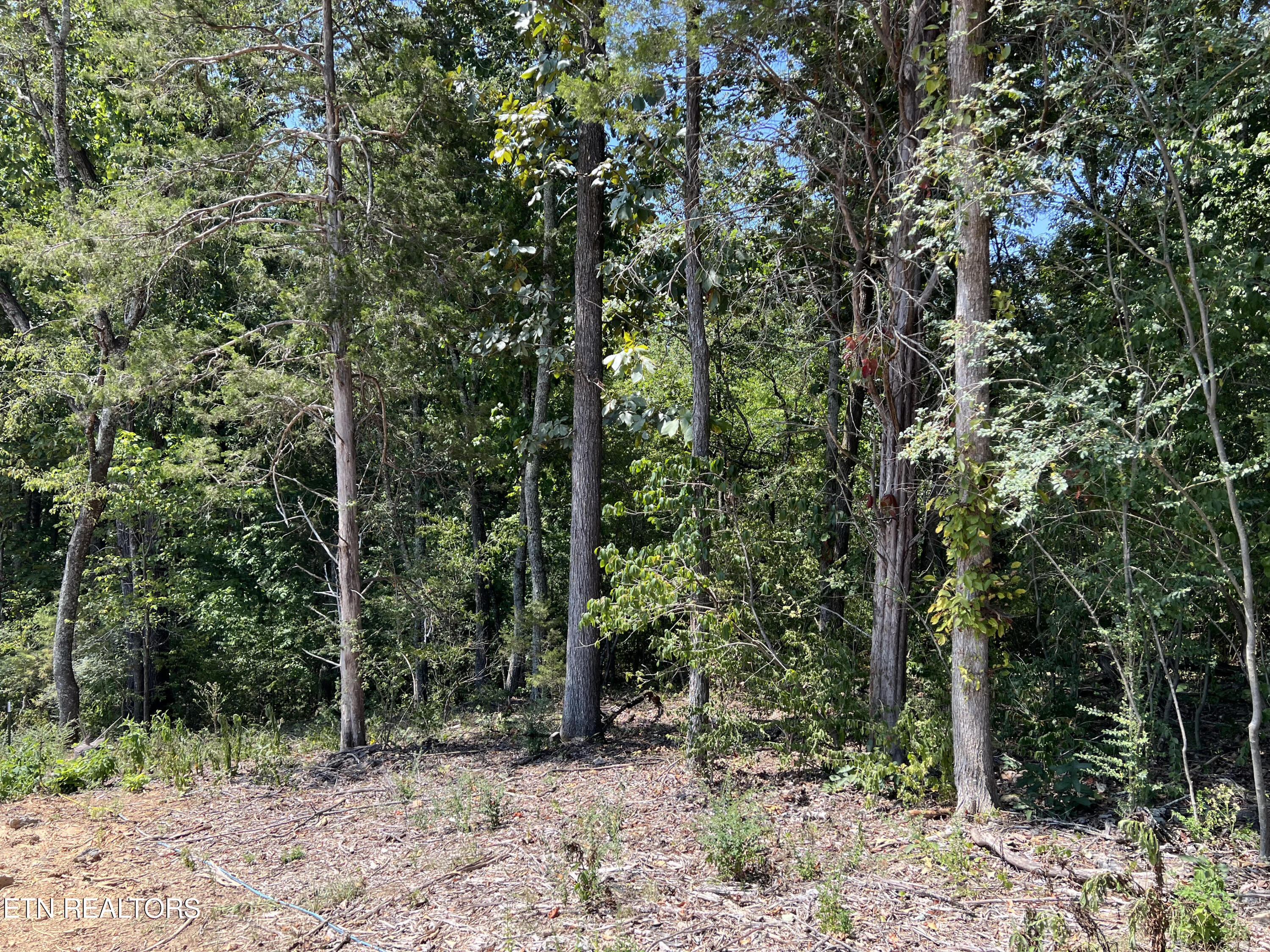 Lot 33 High Ridge Road Sweetwater, TN 37874 - Photo 3 of 5 Wooded
