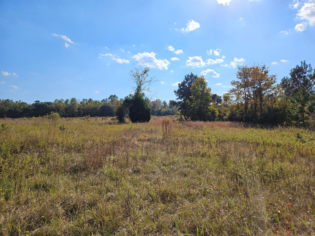 1501 South Brewington Road Manning, SC 29102 - Photo 15 of 21 Gallery Image 15