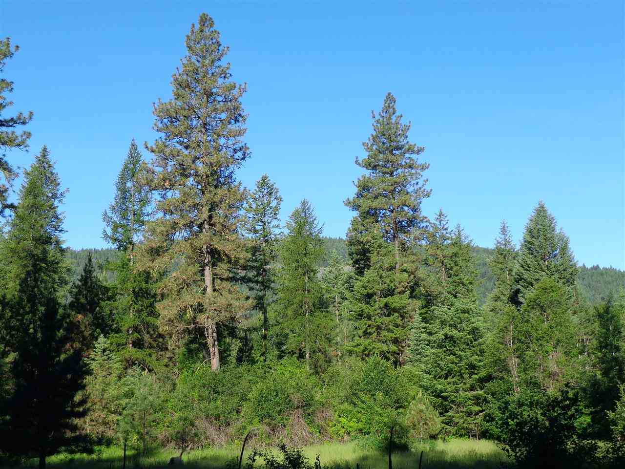 Xxx Hall Creek Road Inchelium, WA 99138 - Photo 13 of 15