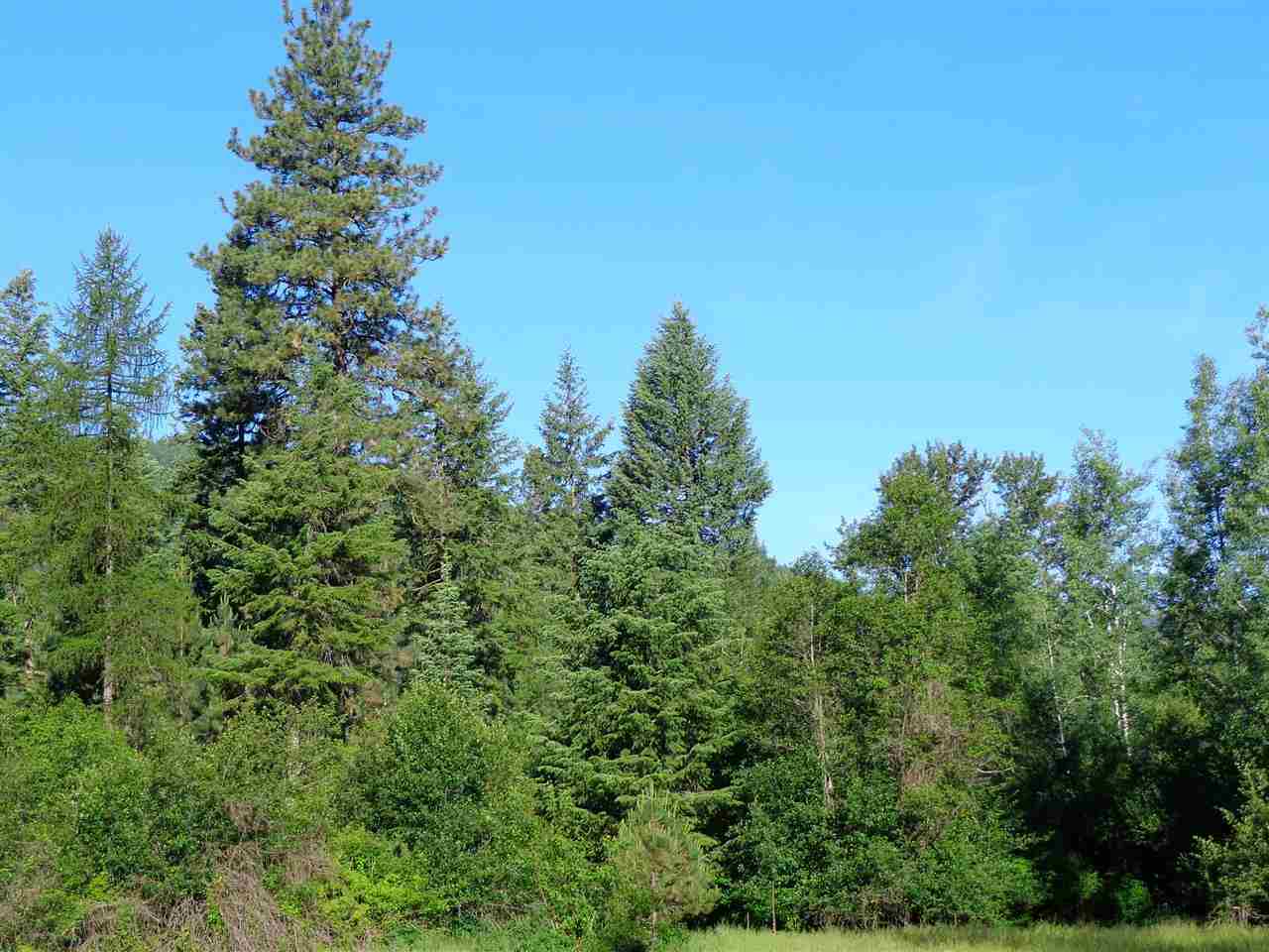 Xxx Hall Creek Road Inchelium, WA 99138 - Photo 15 of 15