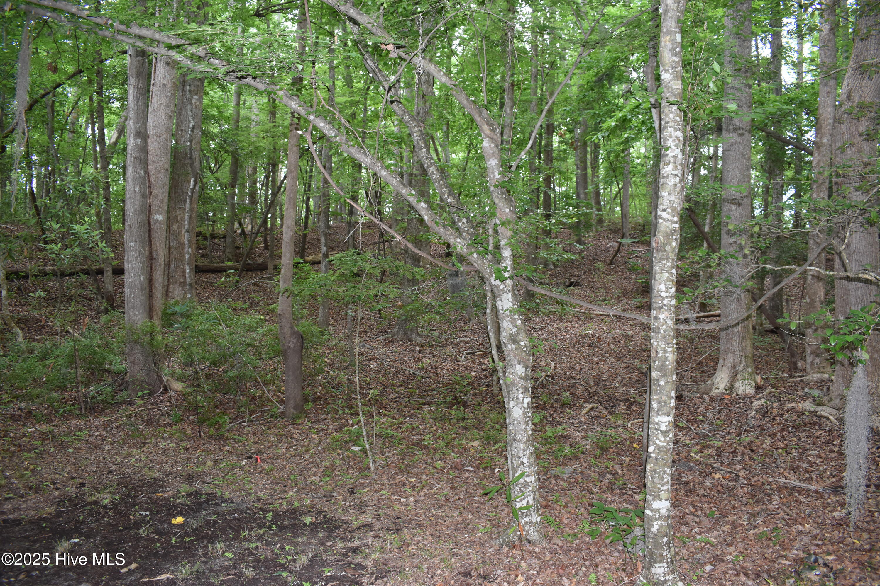 Lot 6 River Road Blounts Creek, NC 27814 - Photo 2 of 8 1 lot photo