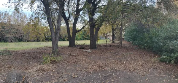 a view of a forest with trees in the background
