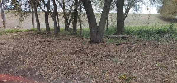 a view of a forest with trees
