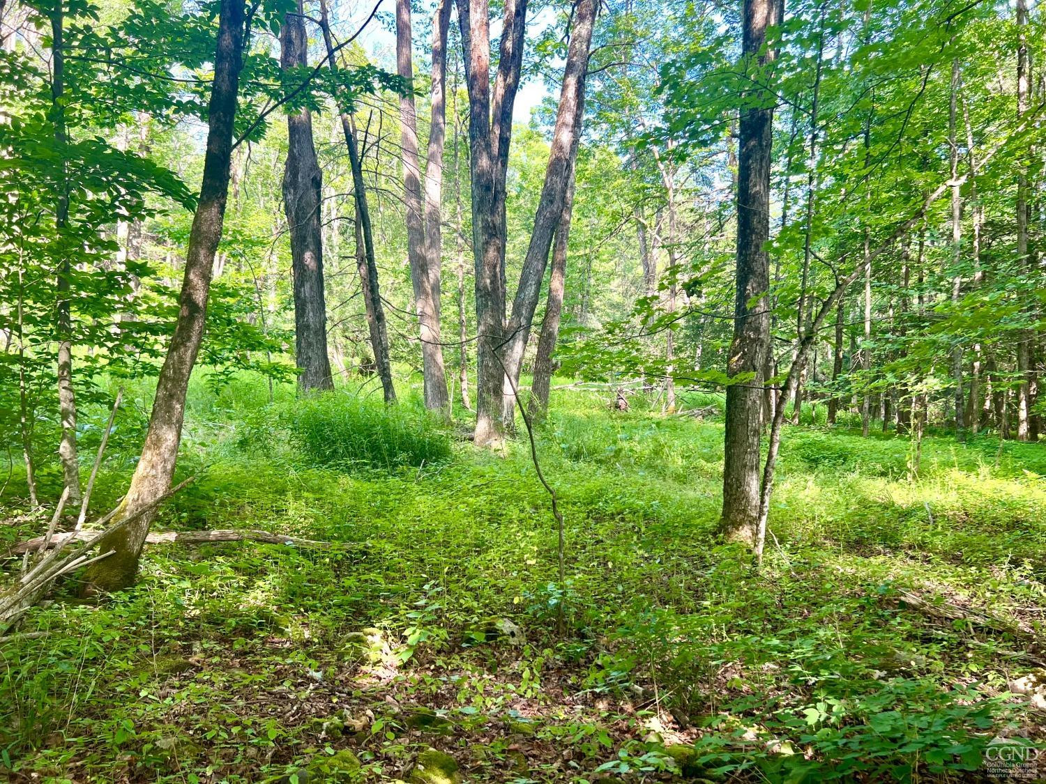 0 Bailey Road Jewett, NY 12444 - Photo 5 of 9 Photo 5