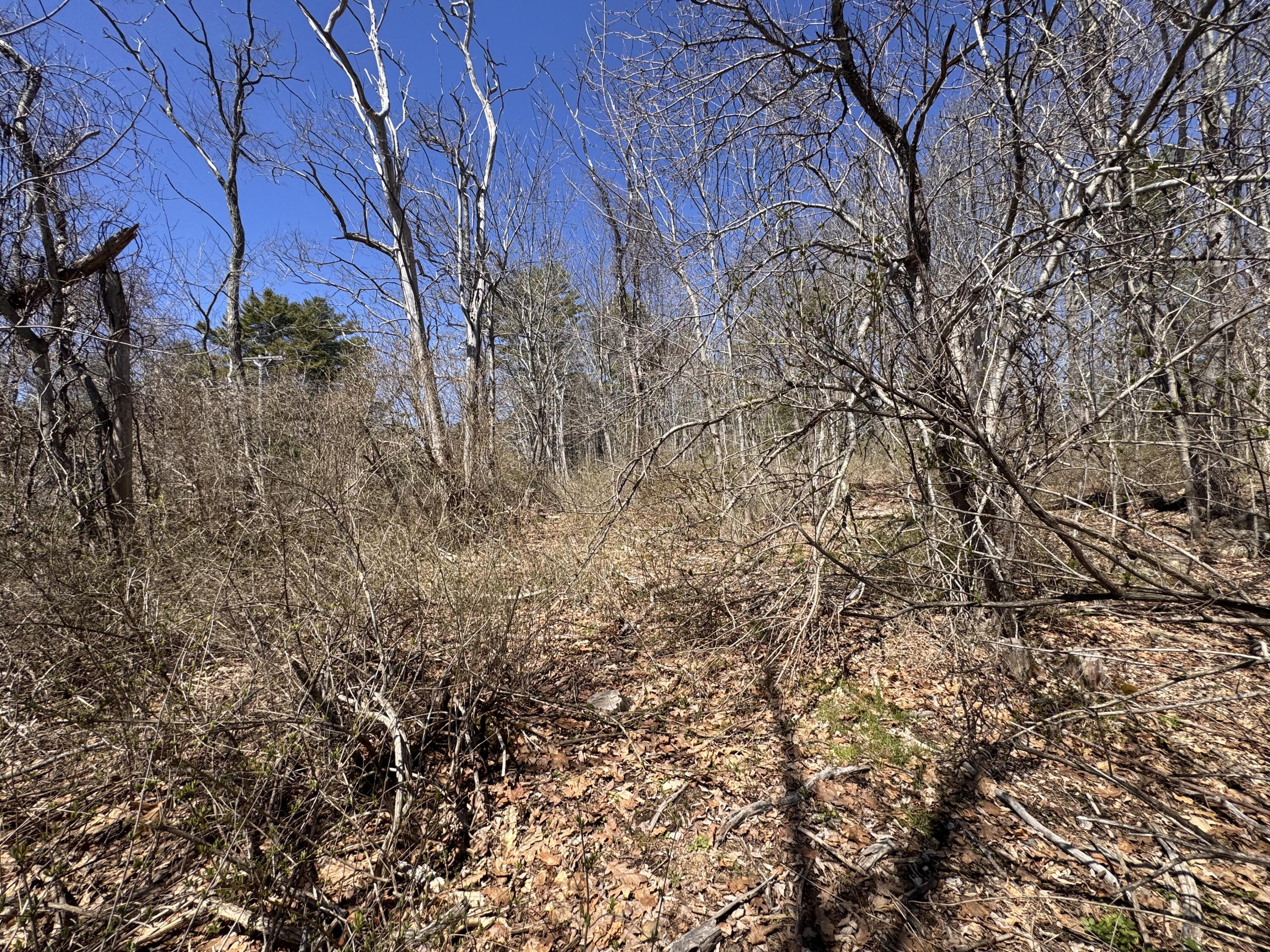 Lot 31 Parker Point Road Blue Hill, ME 04614 - Photo 6 of 6 IMG_2916
