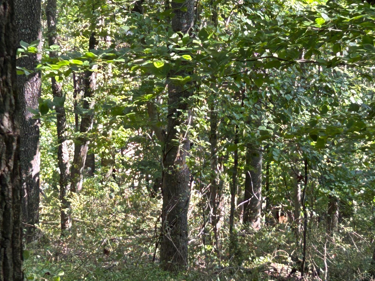 0 Crawford's Hill Place Amherst, VA 24521 - Photo 11 of 15 a view of a tree