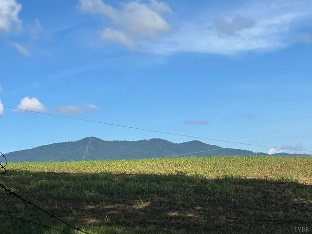 a view of a lush green forest