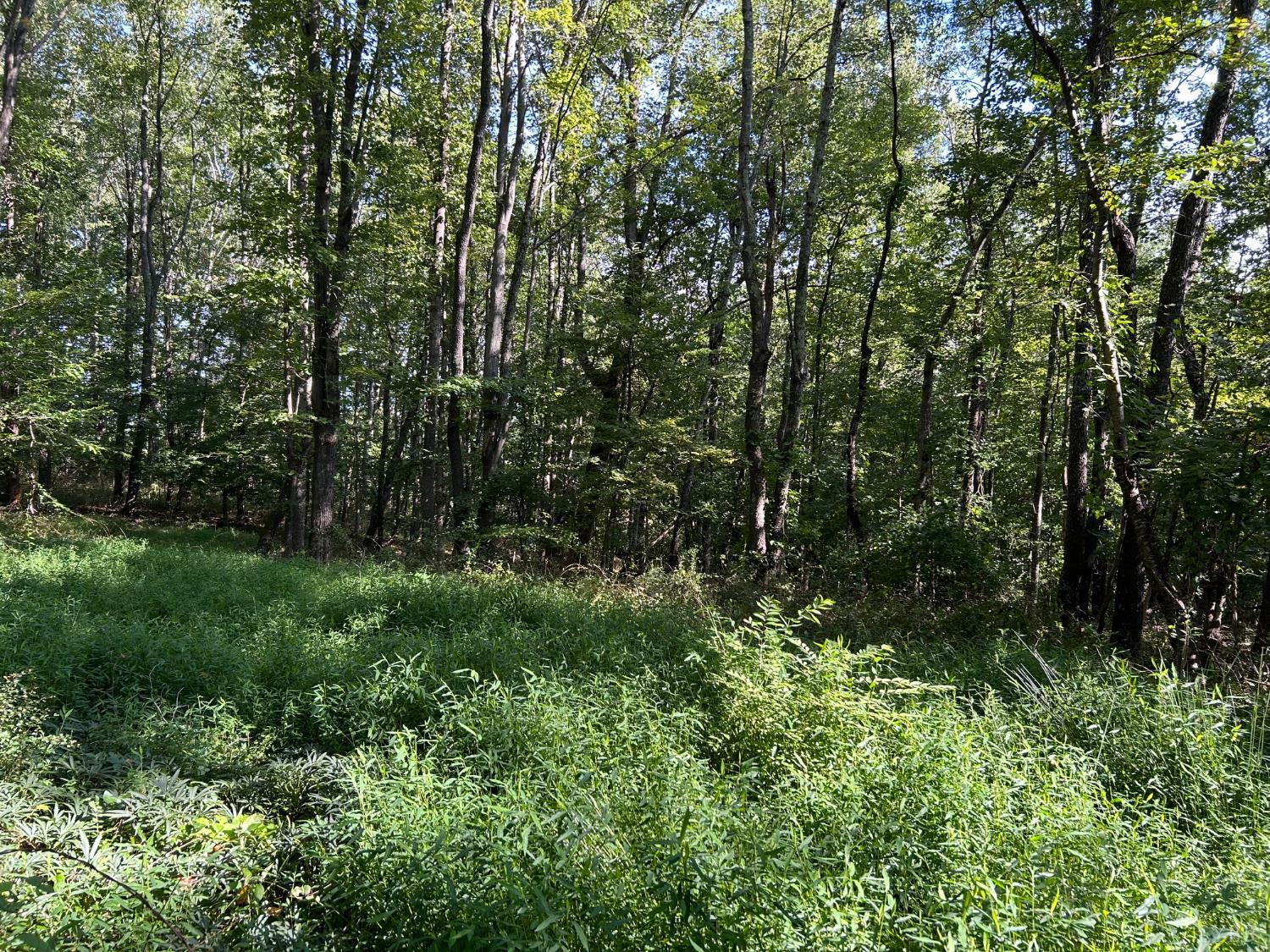 0 Crawford's Hill Place Amherst, VA 24521 - Photo 14 of 15 a view of a lush green forest