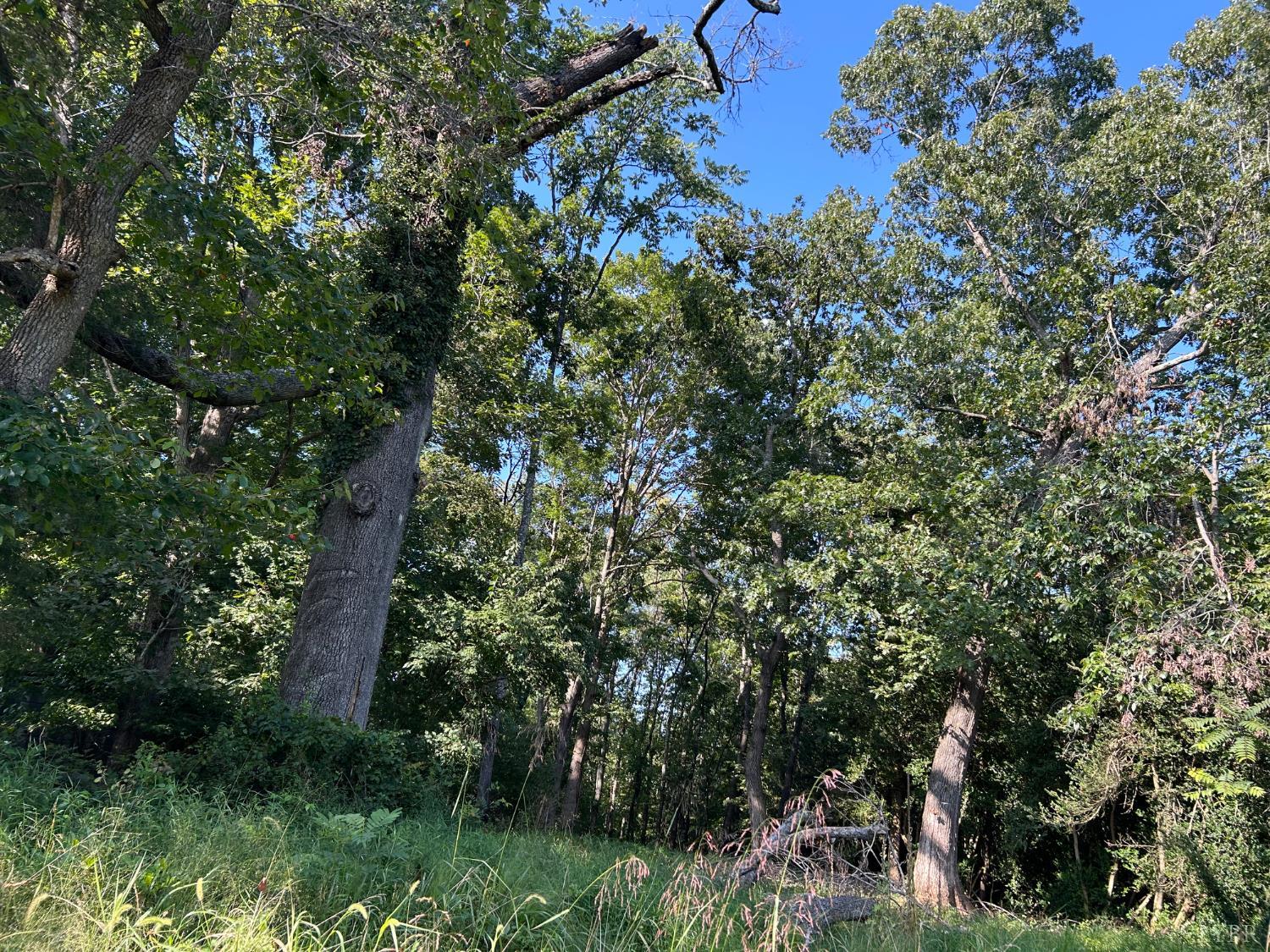 0 Crawford's Hill Place Amherst, VA 24521 - Photo 3 of 15 a view of a house with a lush green forest