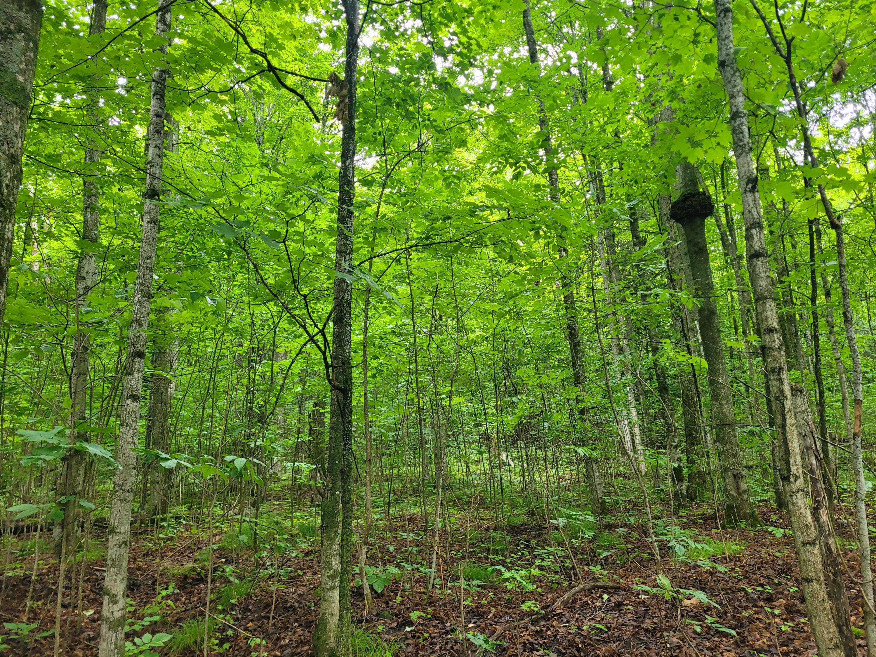 11408 Manier Road Atlanta, MI 49709 - Photo 13 of 32 Gallery Image 13