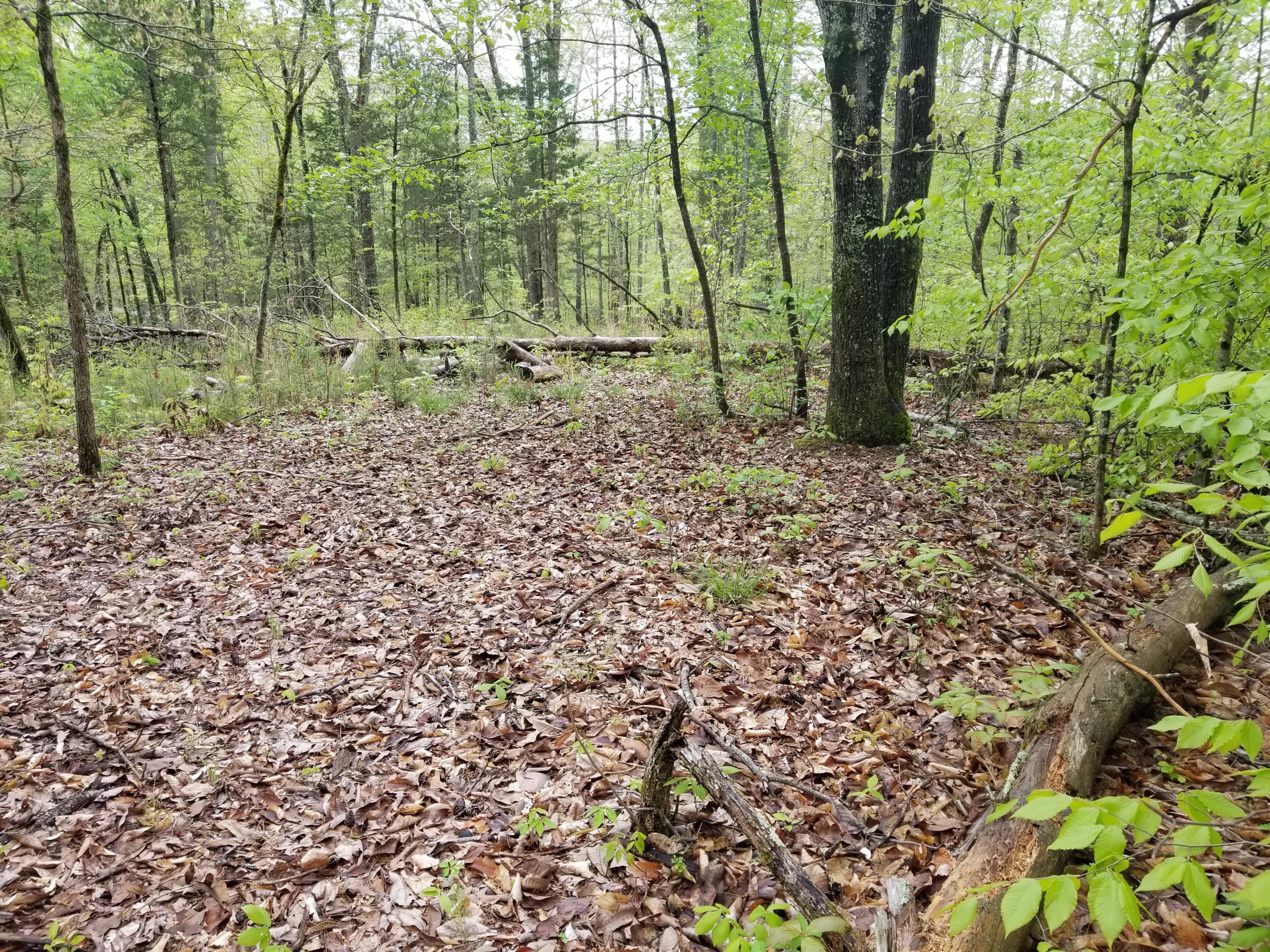 Bales Road Knoxville, TN 37914 - Photo 2 of 18 20200424_112036