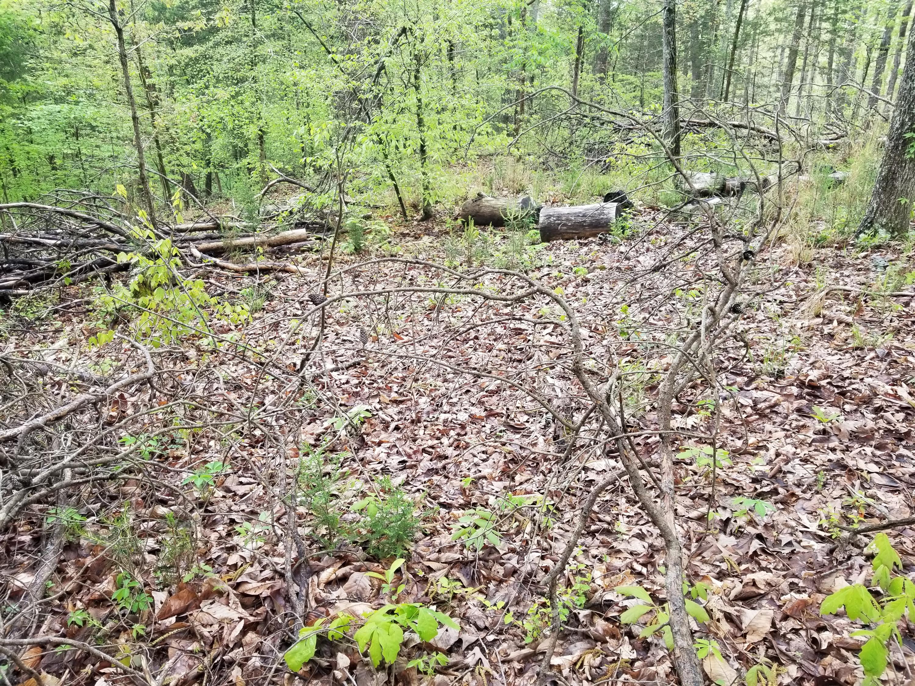 Bales Road Knoxville, TN 37914 - Photo 3 of 18 20200424_112303