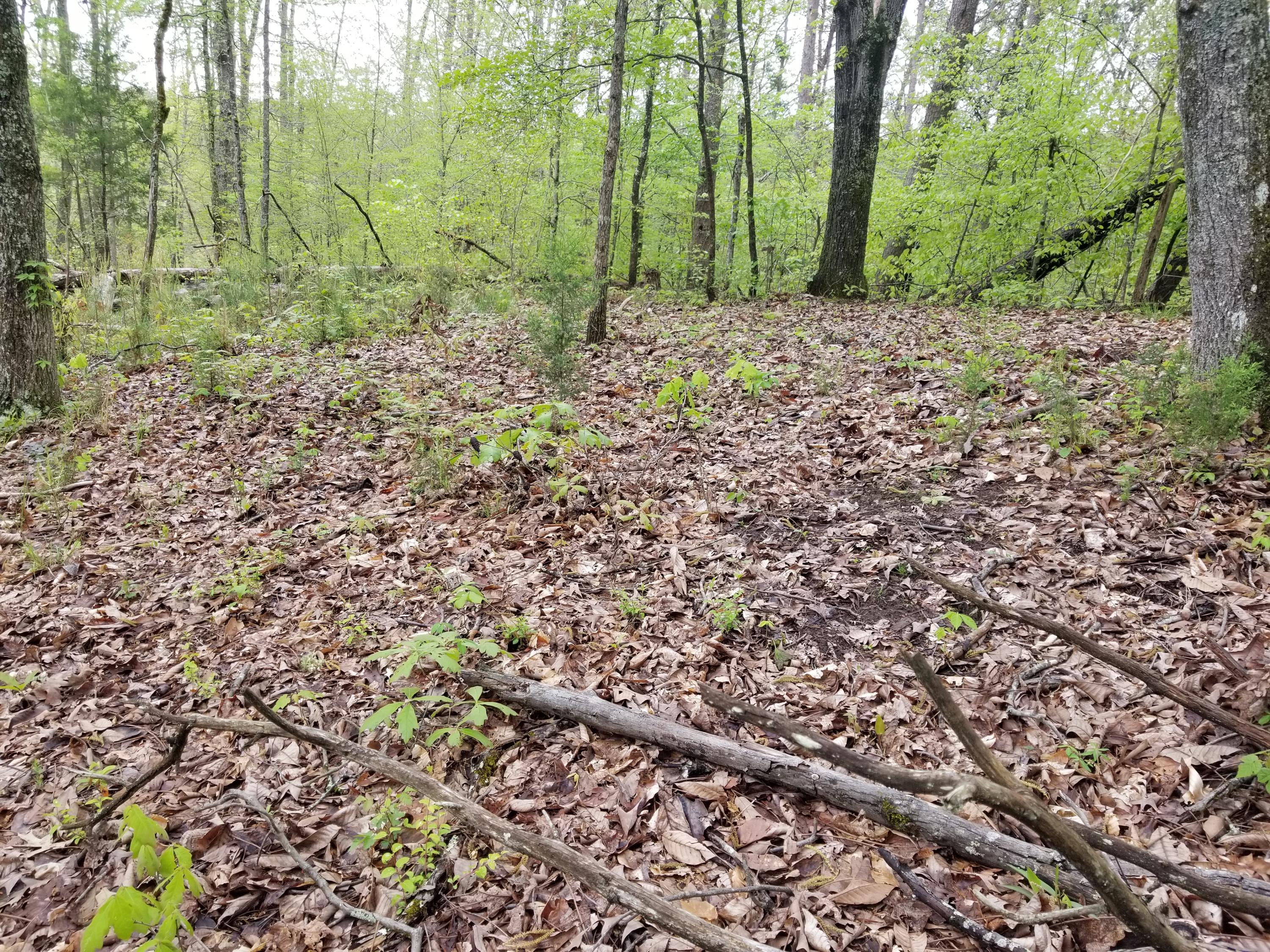 Bales Road Knoxville, TN 37914 - Photo 4 of 18 20200424_112311