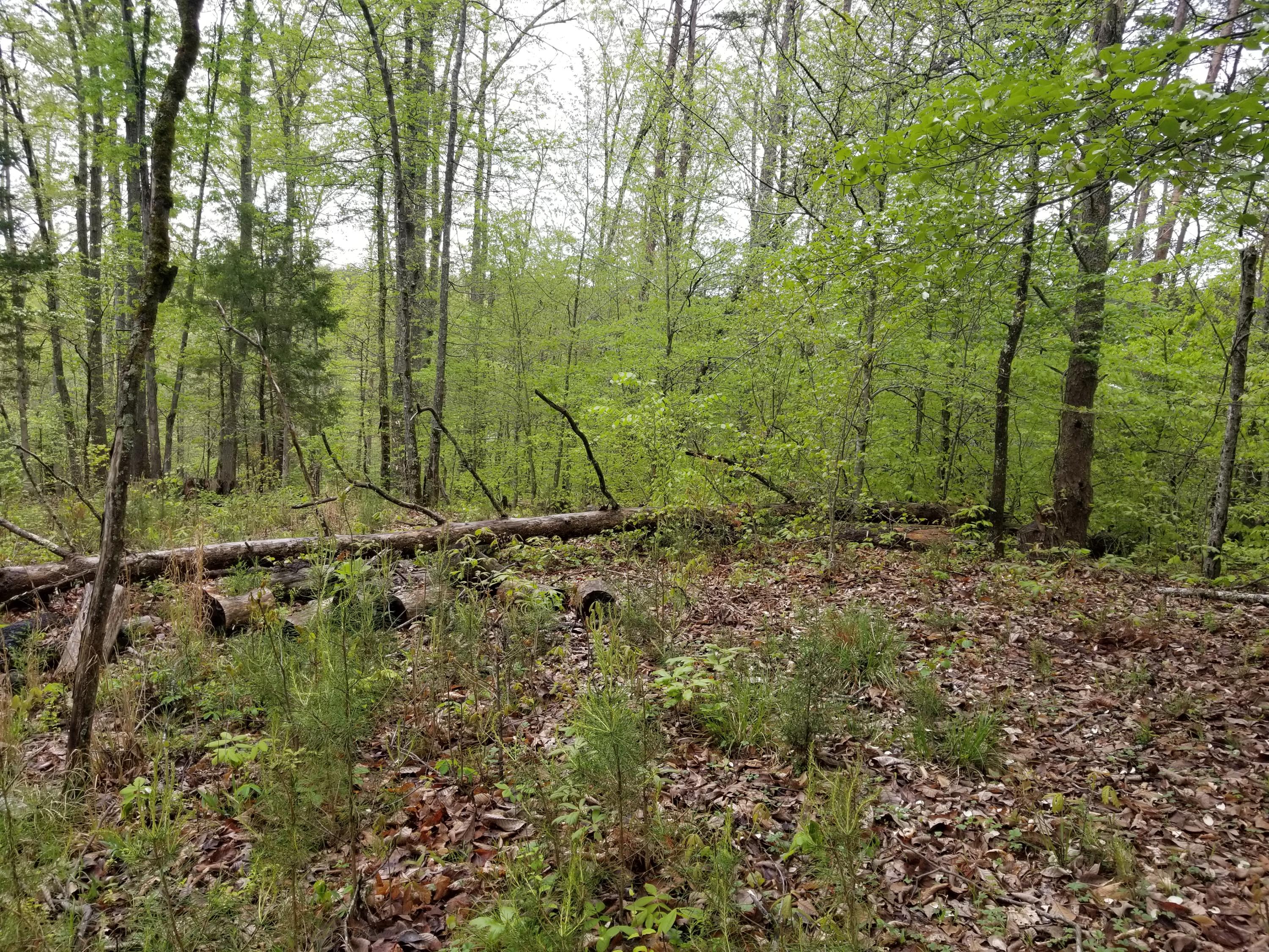 Bales Road Knoxville, TN 37914 - Photo 5 of 18 20200424_112333