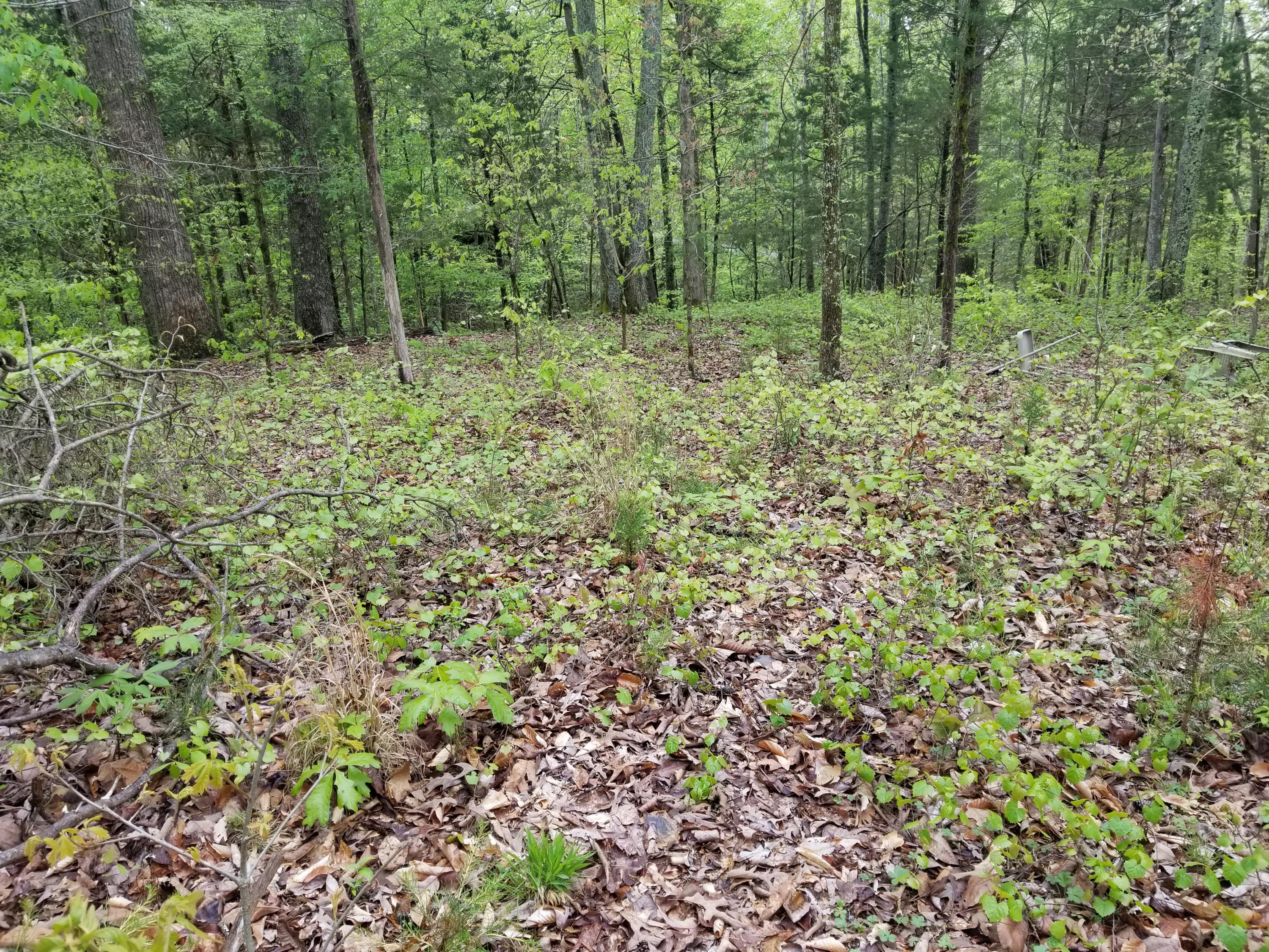 Bales Road Knoxville, TN 37914 - Photo 6 of 18 20200424_112407