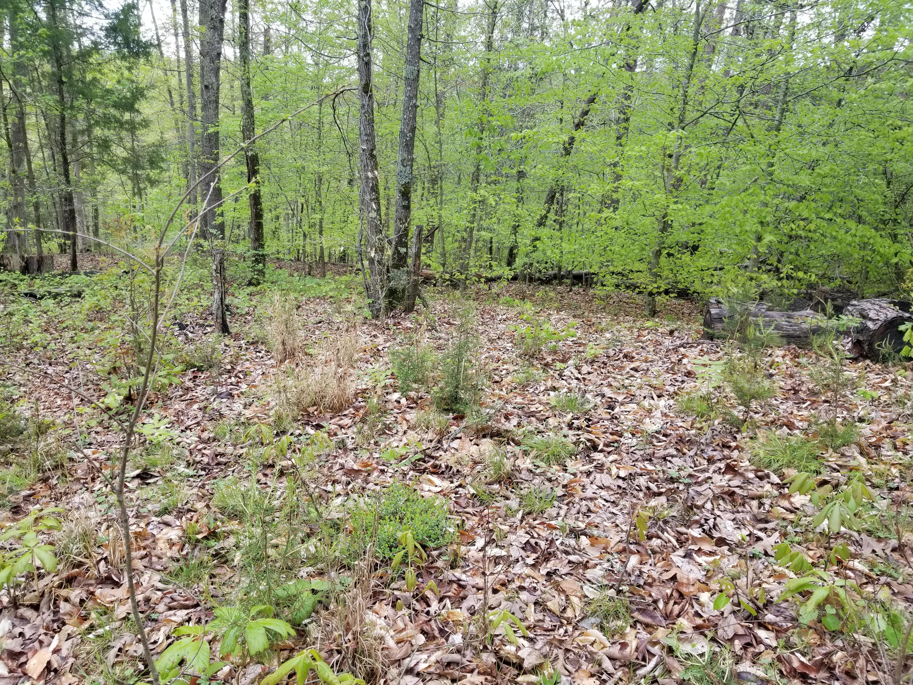 Bales Road Knoxville, TN 37914 - Photo 8 of 18 20200424_112411