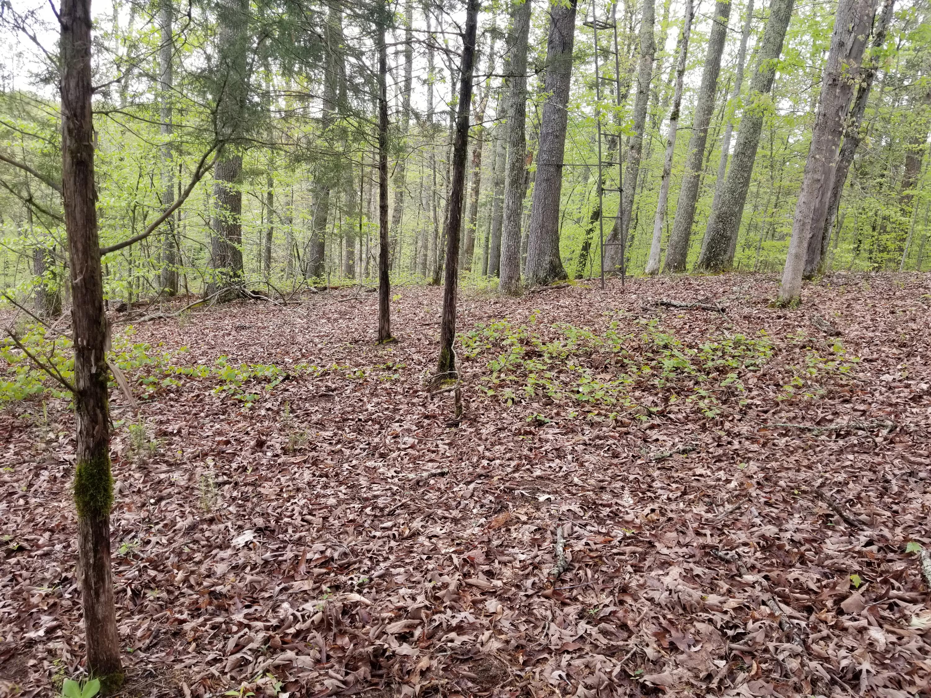 Bales Road Knoxville, TN 37914 - Photo 10 of 18 20200424_112558