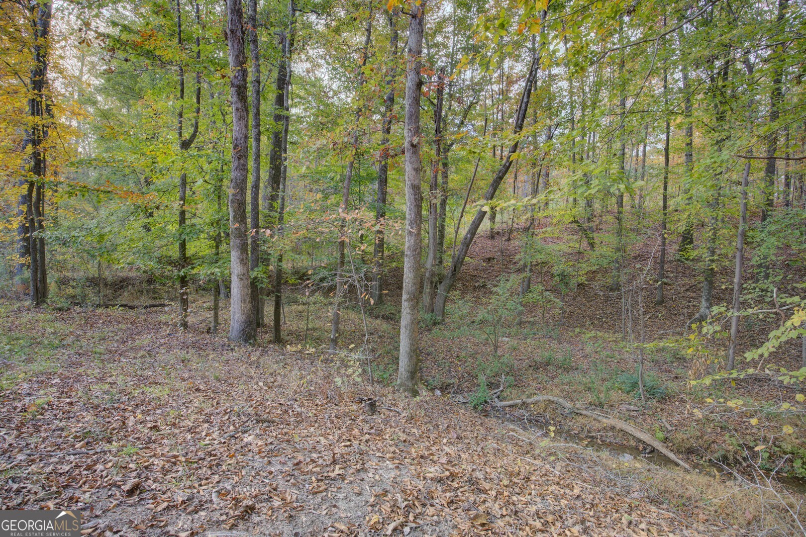 0 Herds Creek Road Monticello, GA 31064 - Photo 5 of 16 a view of a forest that has large trees