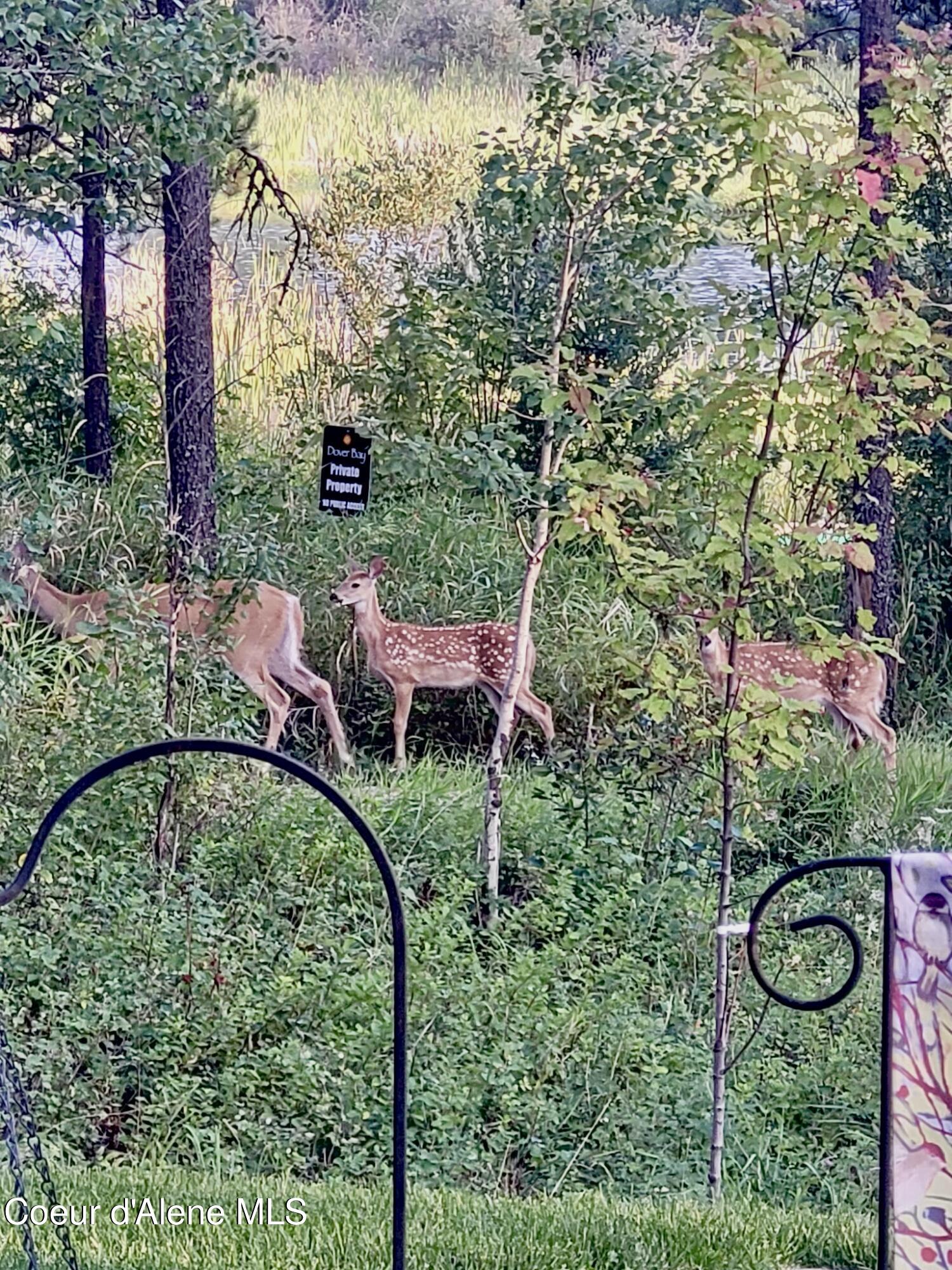 891 Ames Way Dover, ID 83825 - Photo 45 of 81 38. Deer