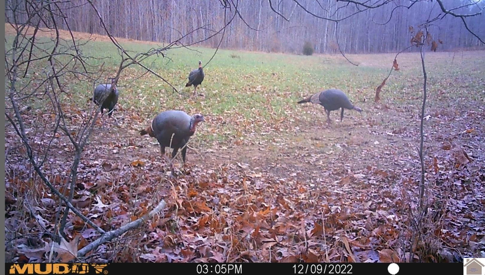 0 Corinth Church Road Grand Rivers, KY 42045 - Photo 32 of 49 Photo 32