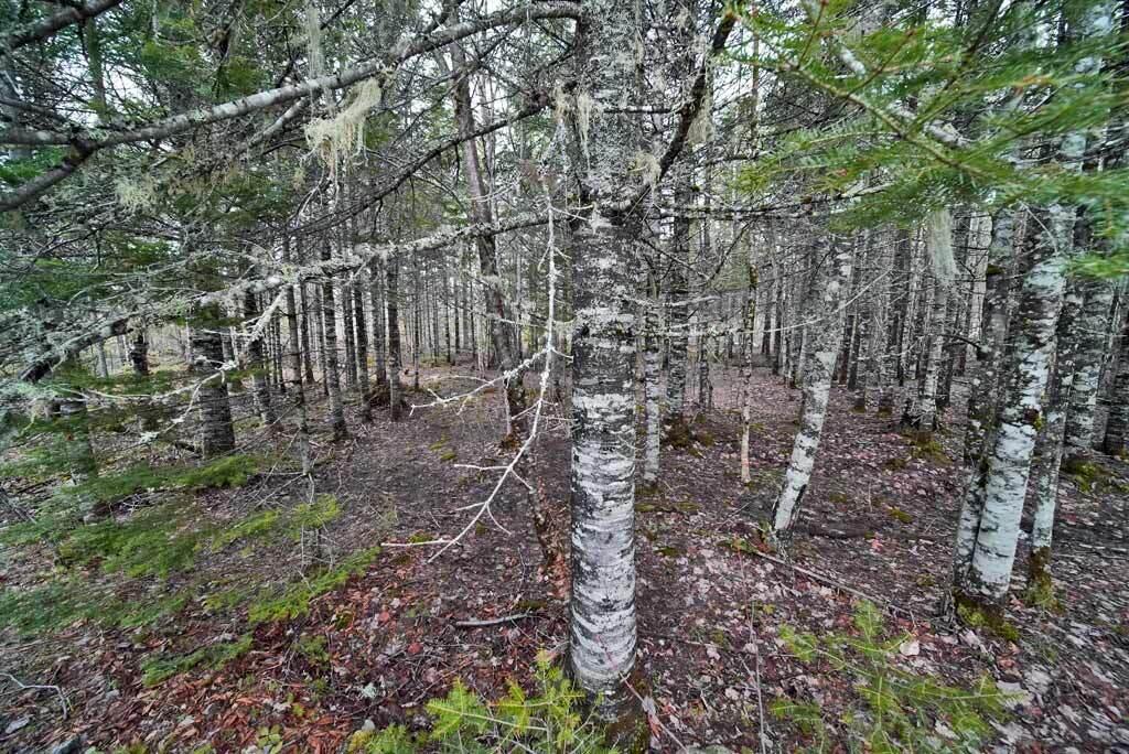 Lot 7 Fire Road Linneus, ME 04730 - Photo 12 of 24 lot-7--fire-land-orient-me